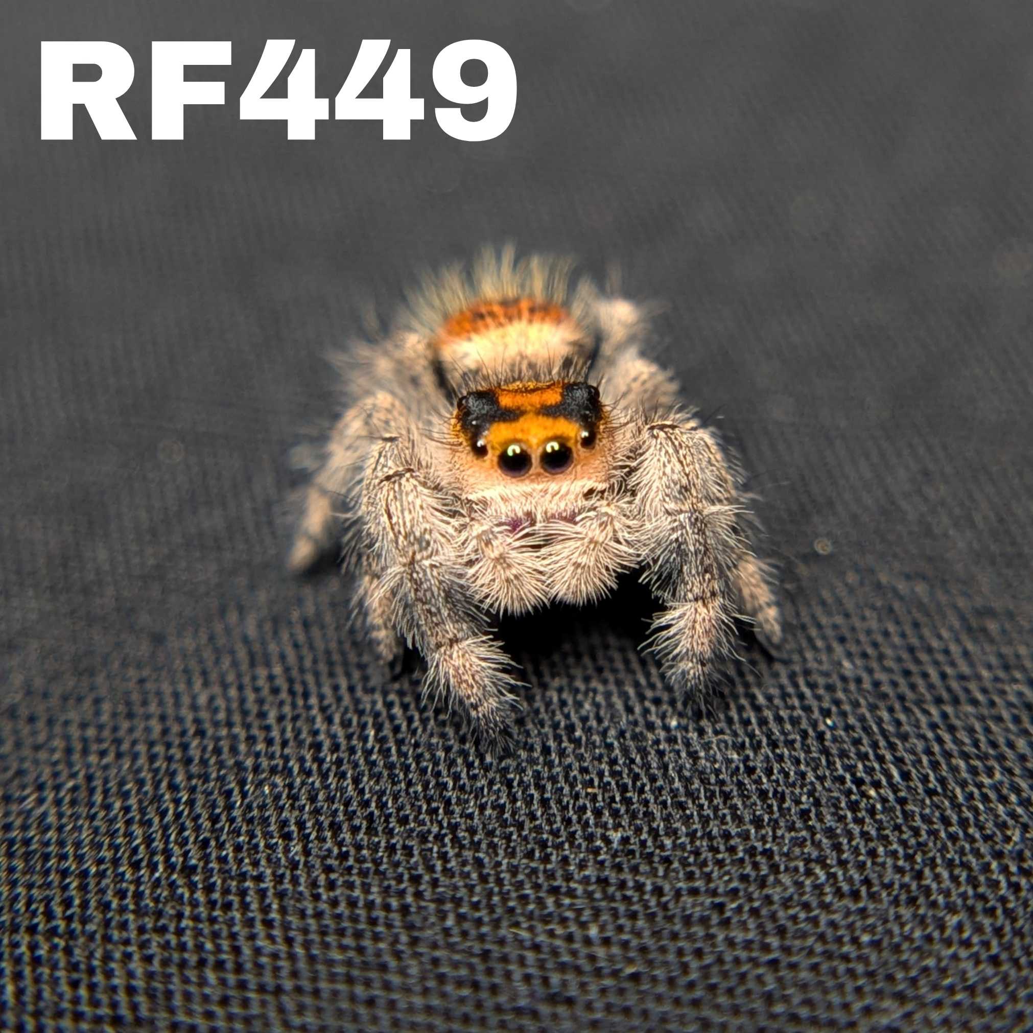 Regal Jumping Spider "Charmander"