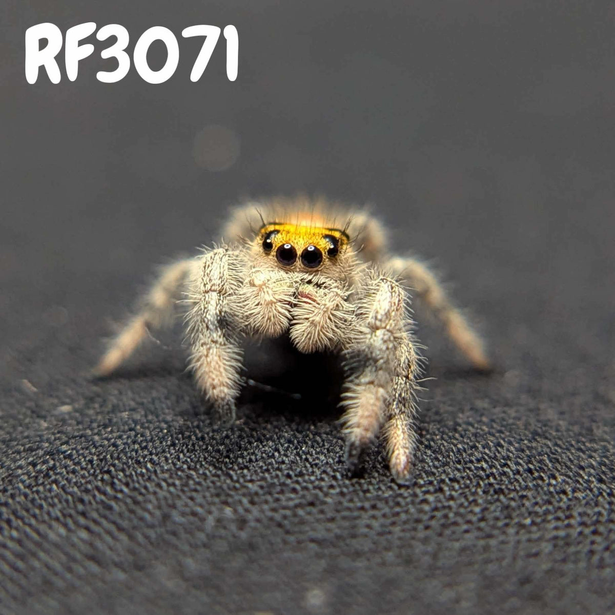 Regal Jumping Spider "Lemondrop"