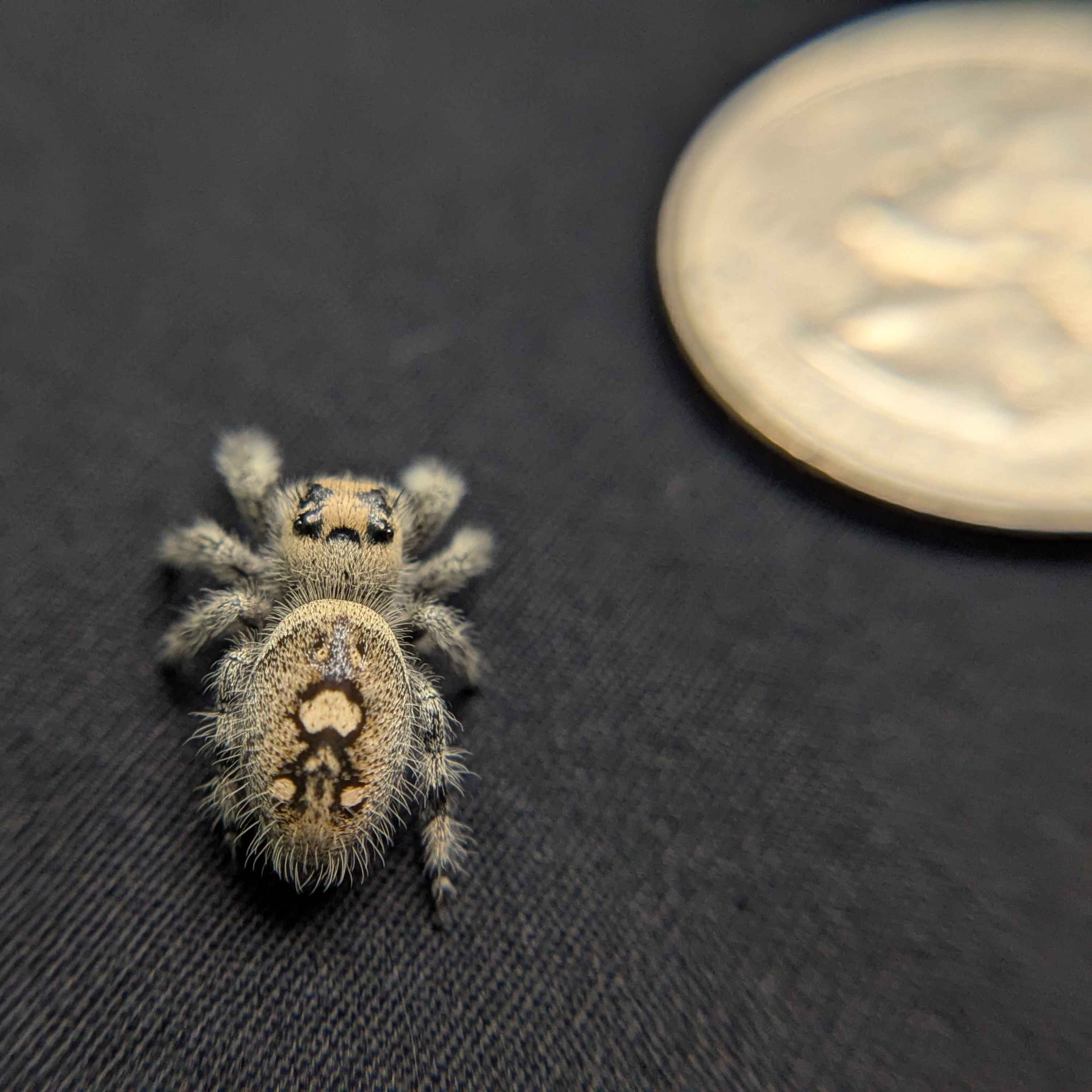 Regal Jumping Spider "Starburst"