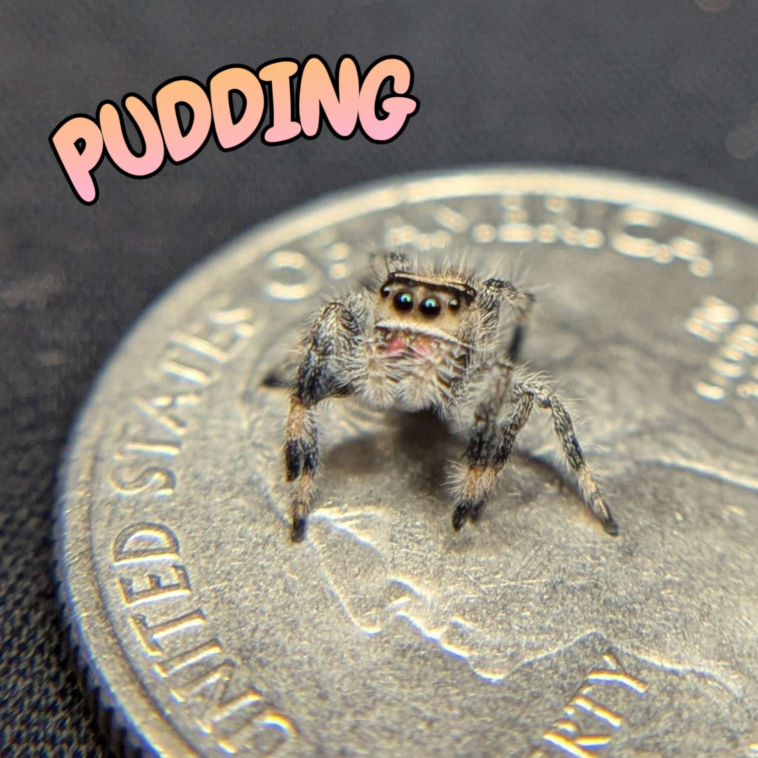 Regal Jumping Spider “Pudding”