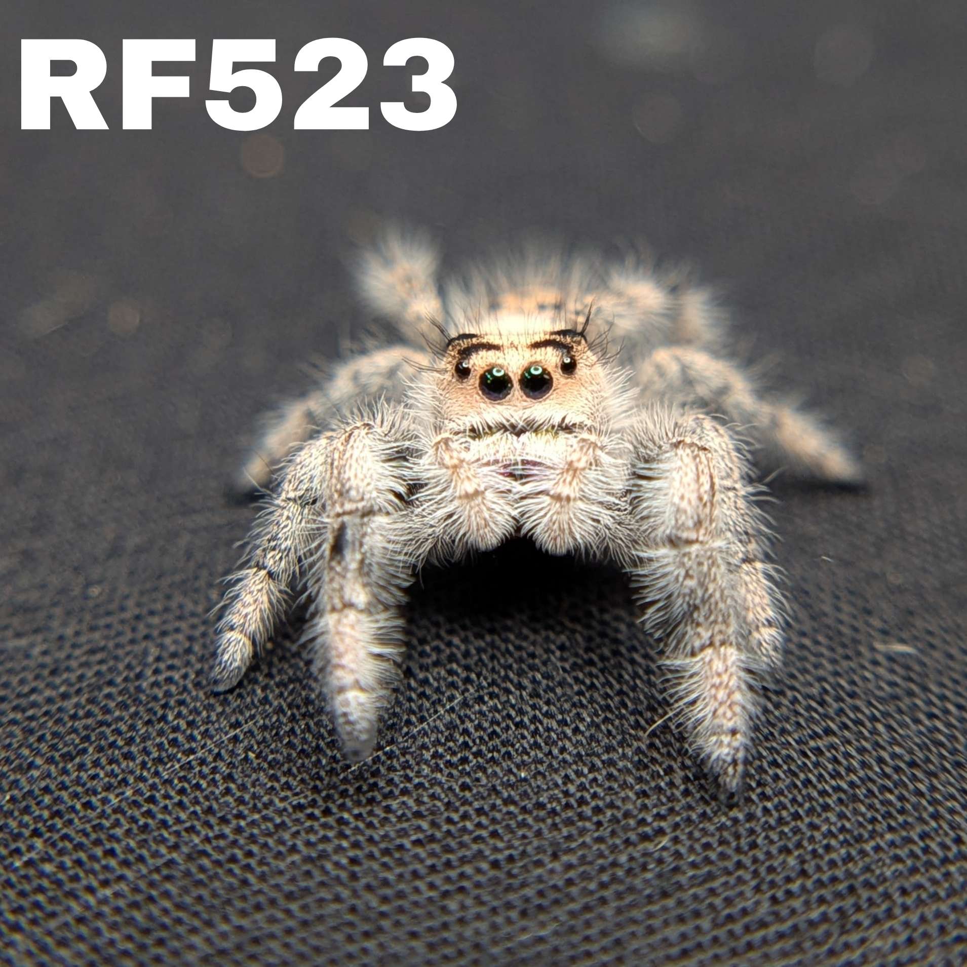 Regal Jumping Spider "Creamcicle"