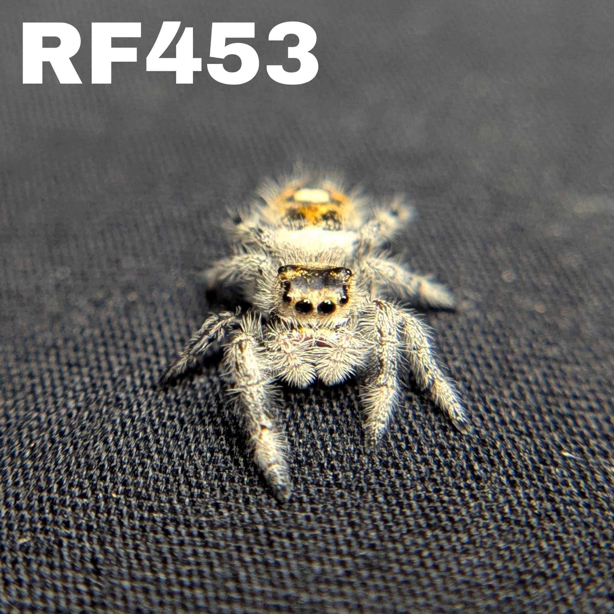 Regal Jumping Spider "Dandelion"