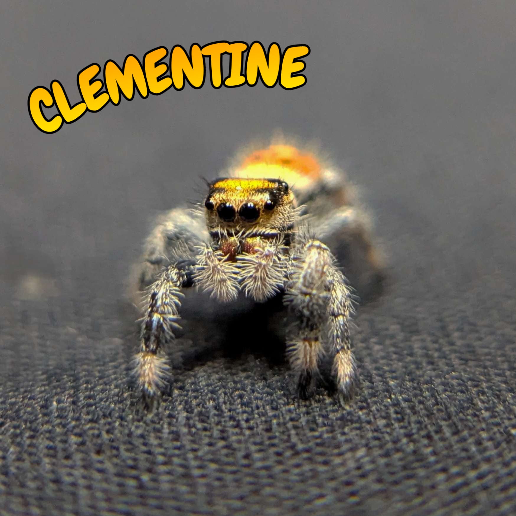 Regal Jumping Spider "Clementine"