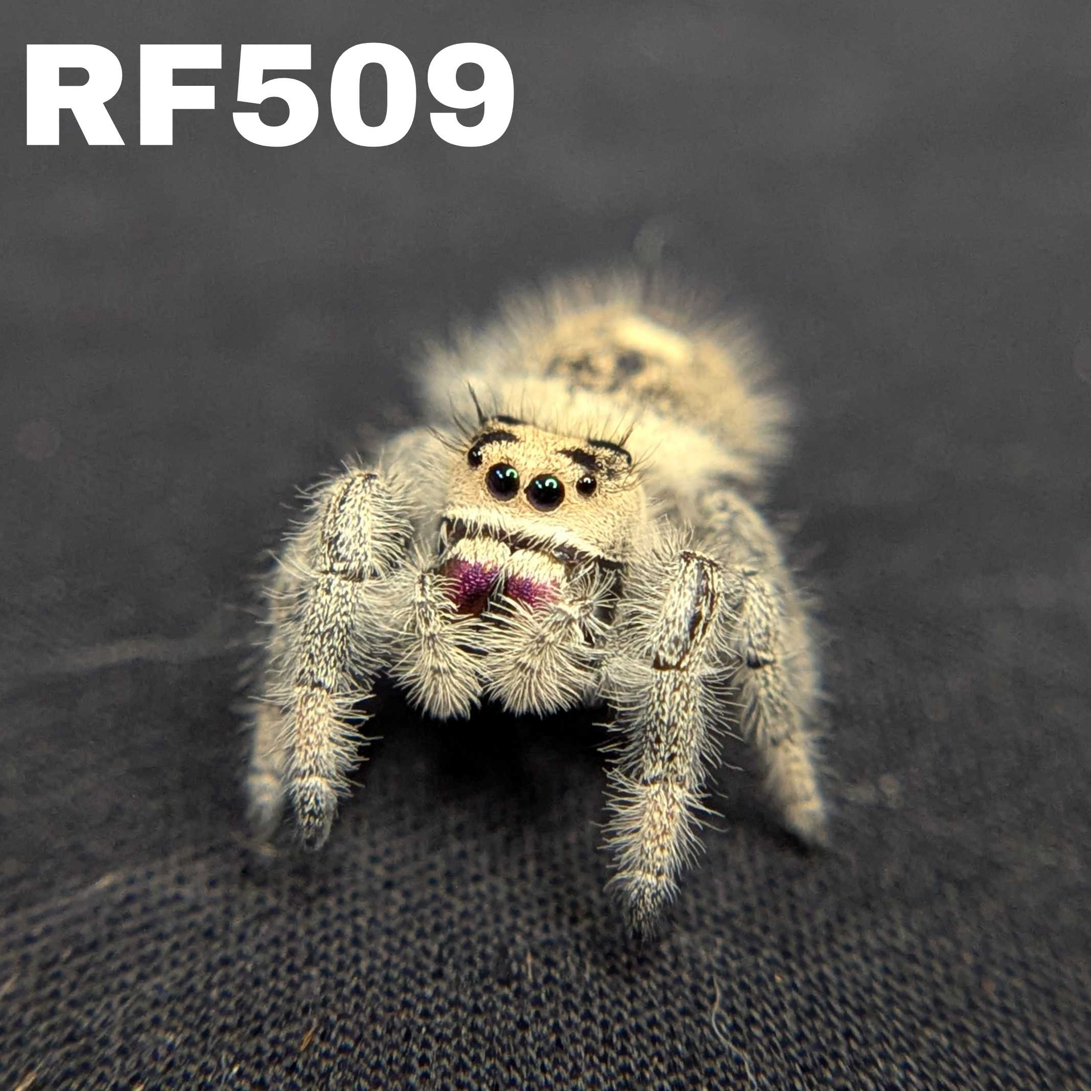 Regal Jumping Spider "Cracker"