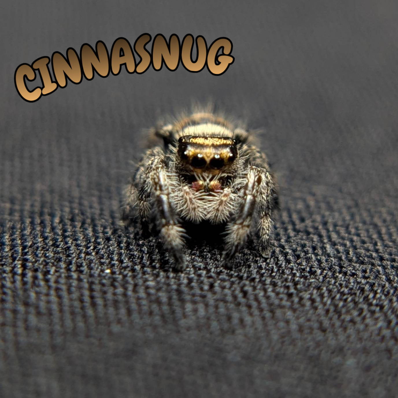 Regal Jumping Spider "Cinnasnug"