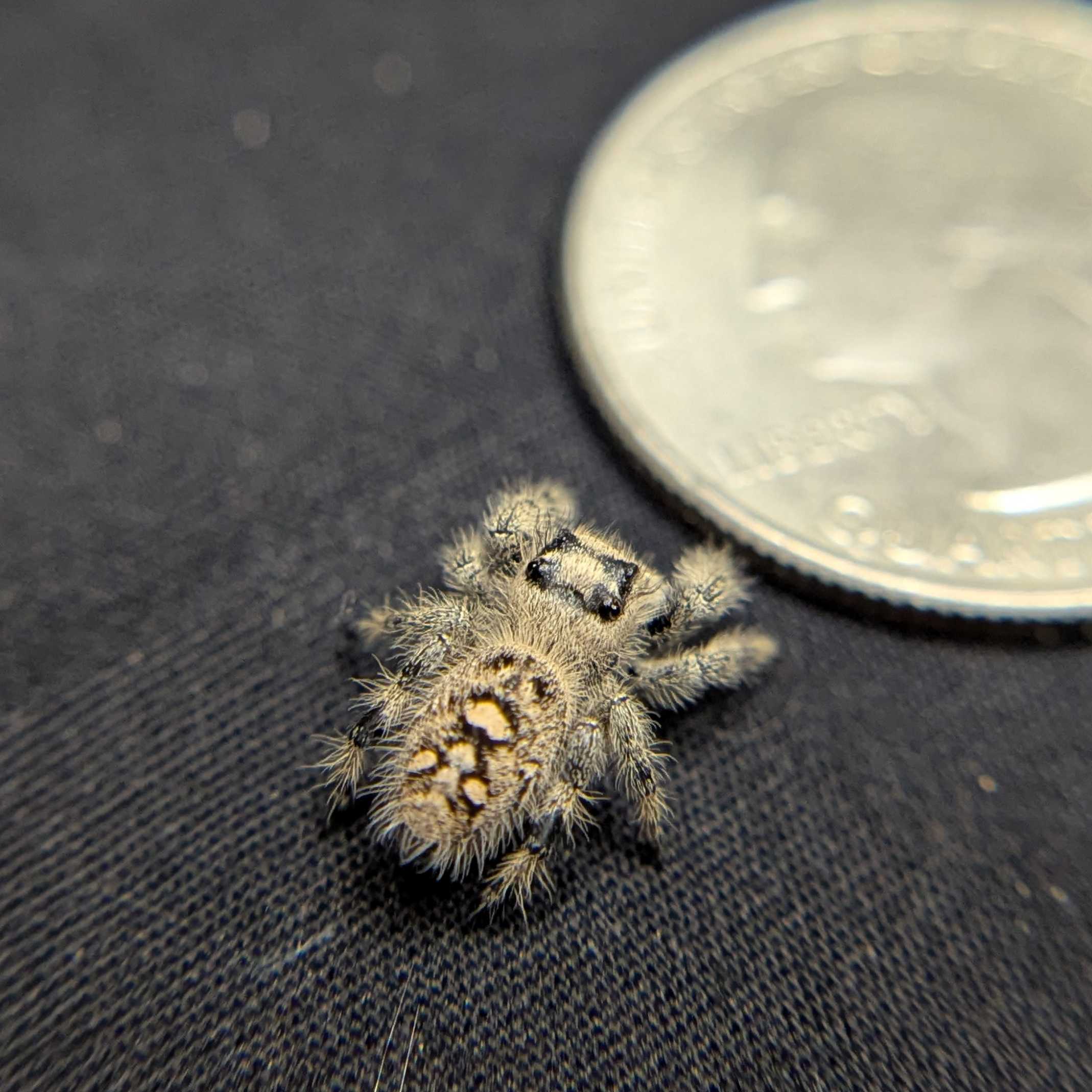 Regal Jumping Spider "Cotton"