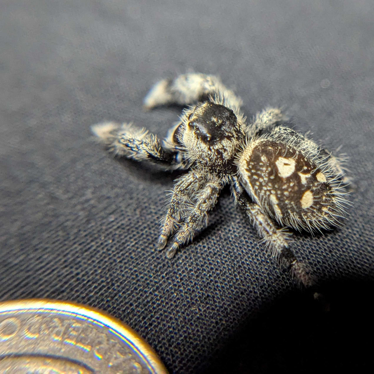 Regal Jumping Spider "Blush"