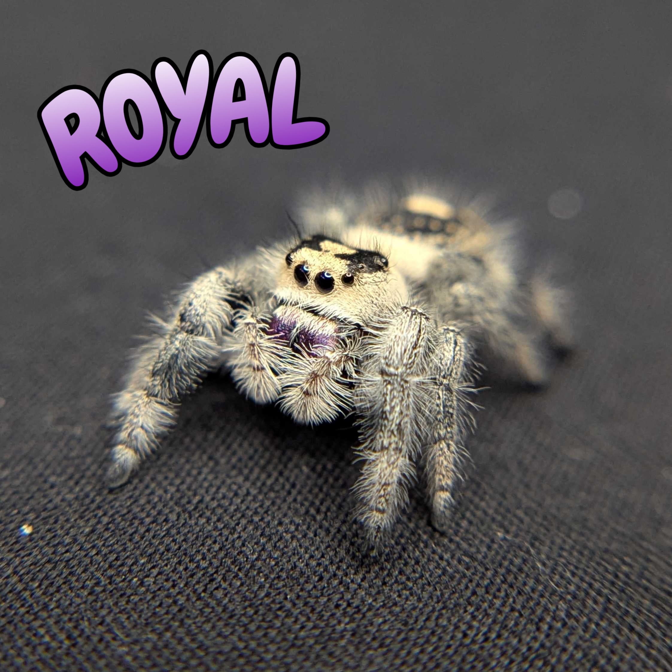 Regal Jumping Spider "Royal"