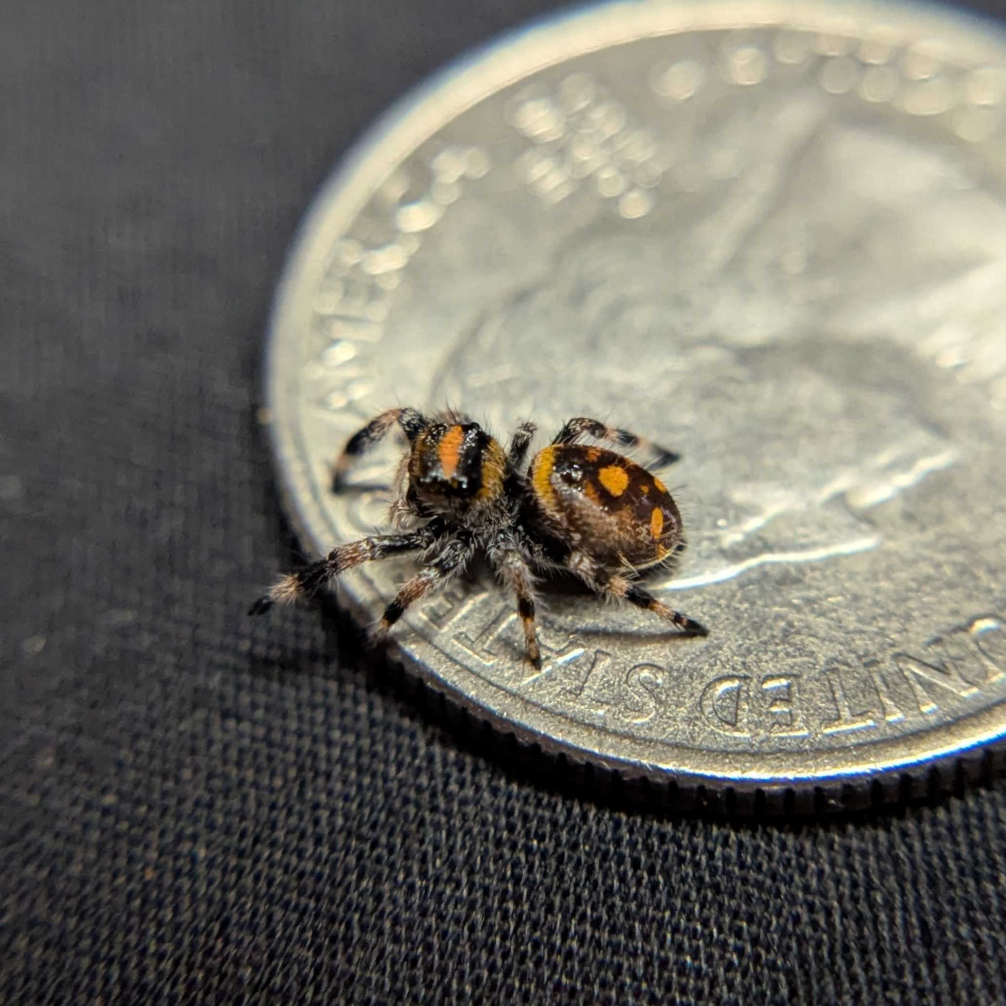 Regal Jumping Spider "Halloween"