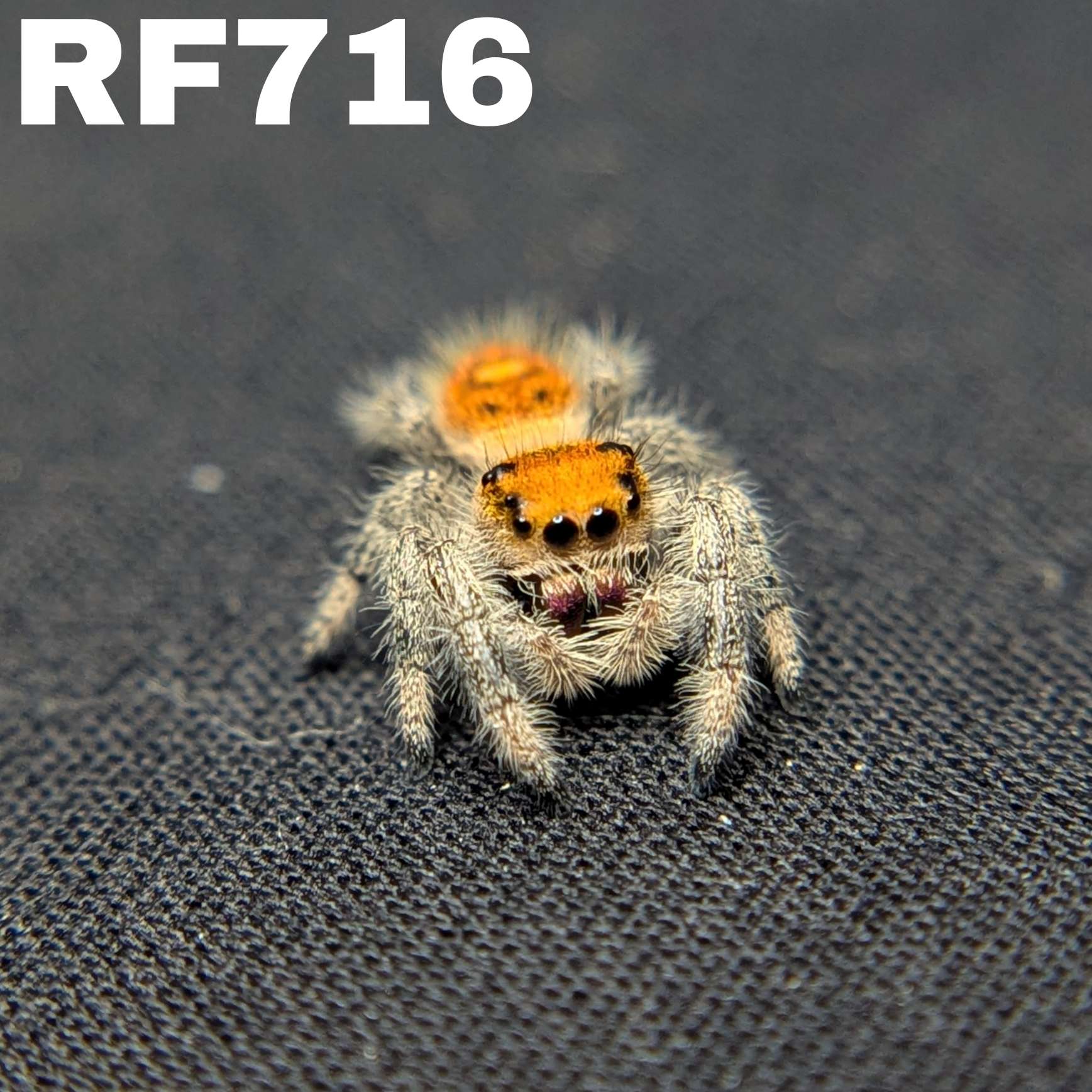 Regal Jumping Spider "Crimson"