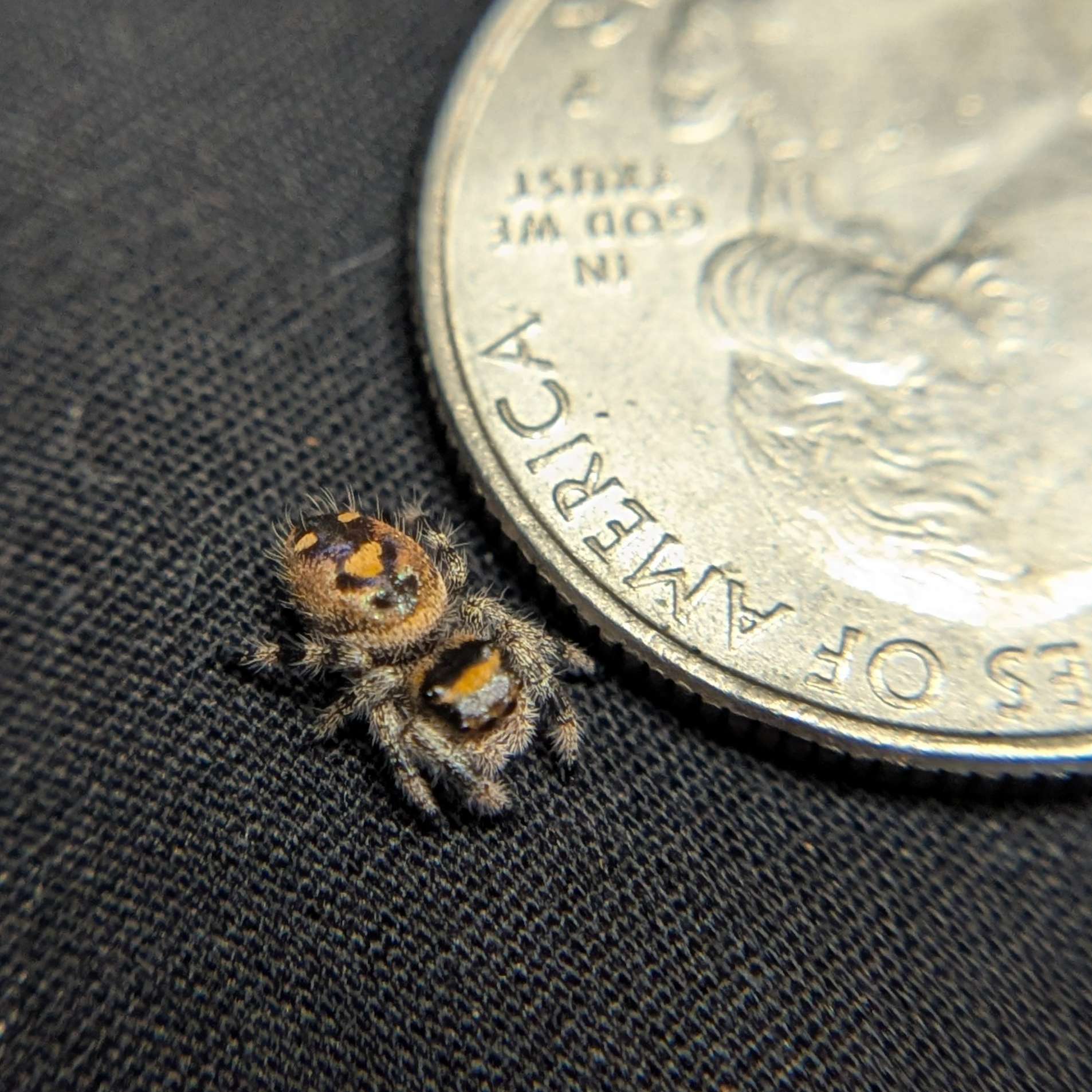 Regal Jumping Spider “Candied Yams”