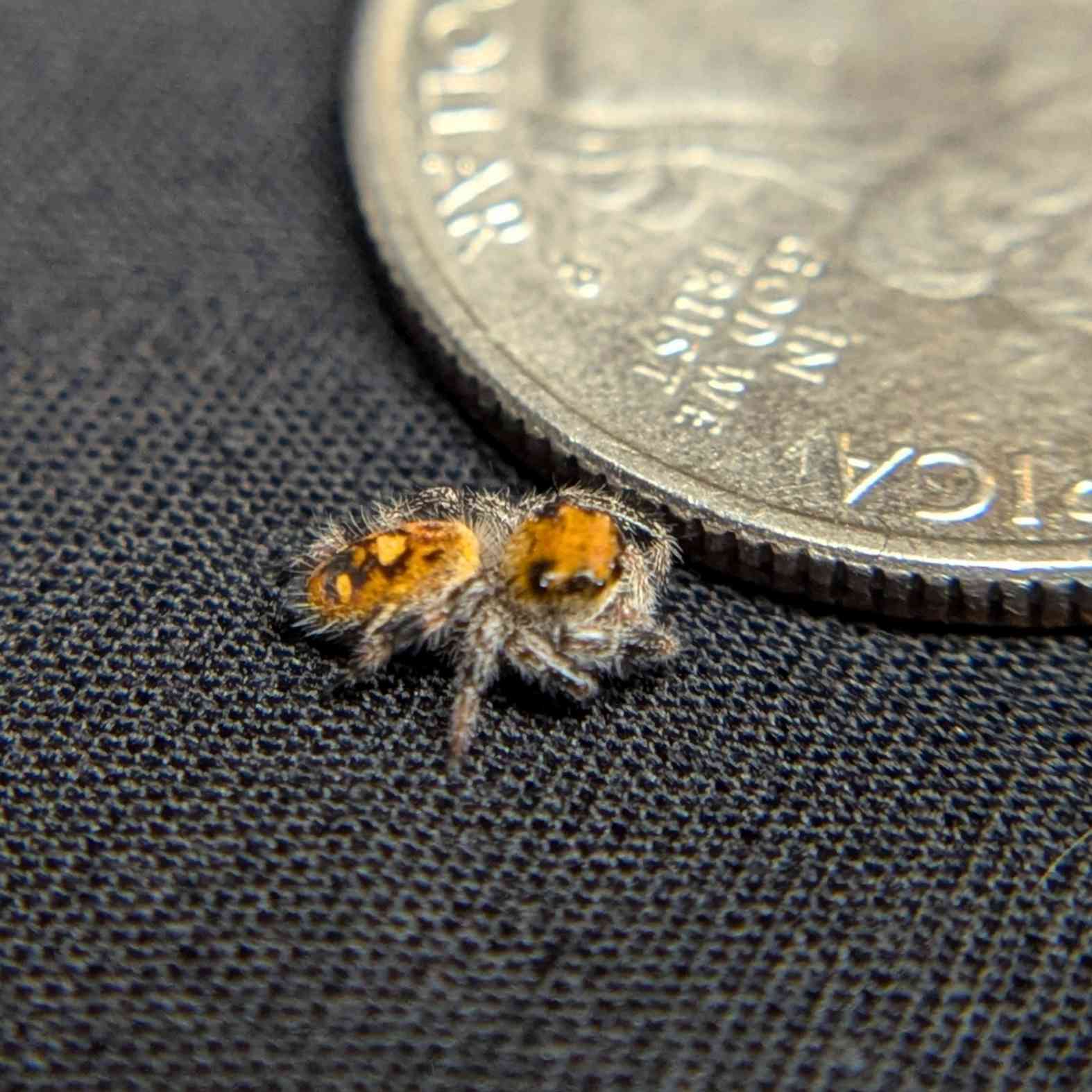 Regal Jumping Spider “Apricot”