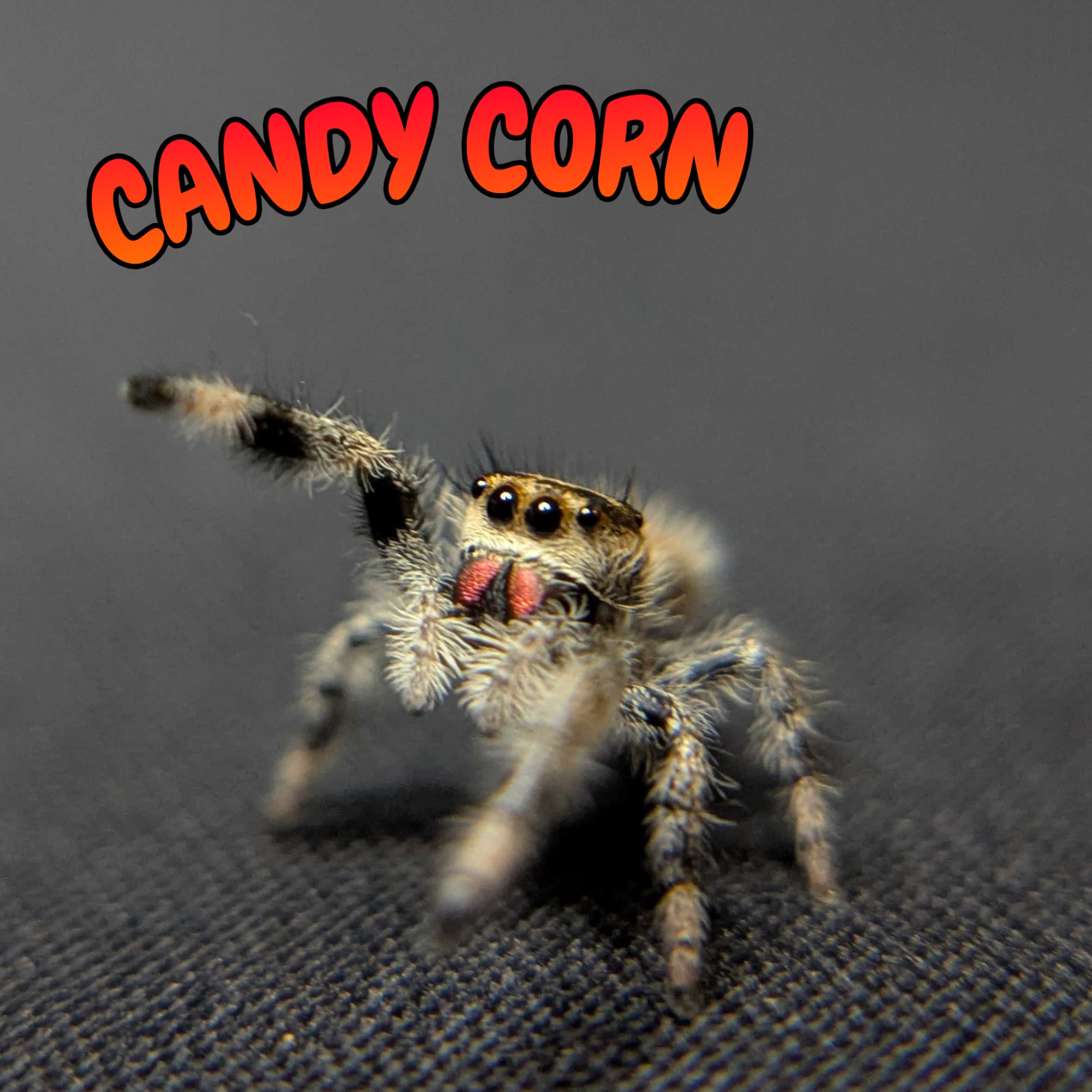 Regal Jumping Spider "Candy Corn"