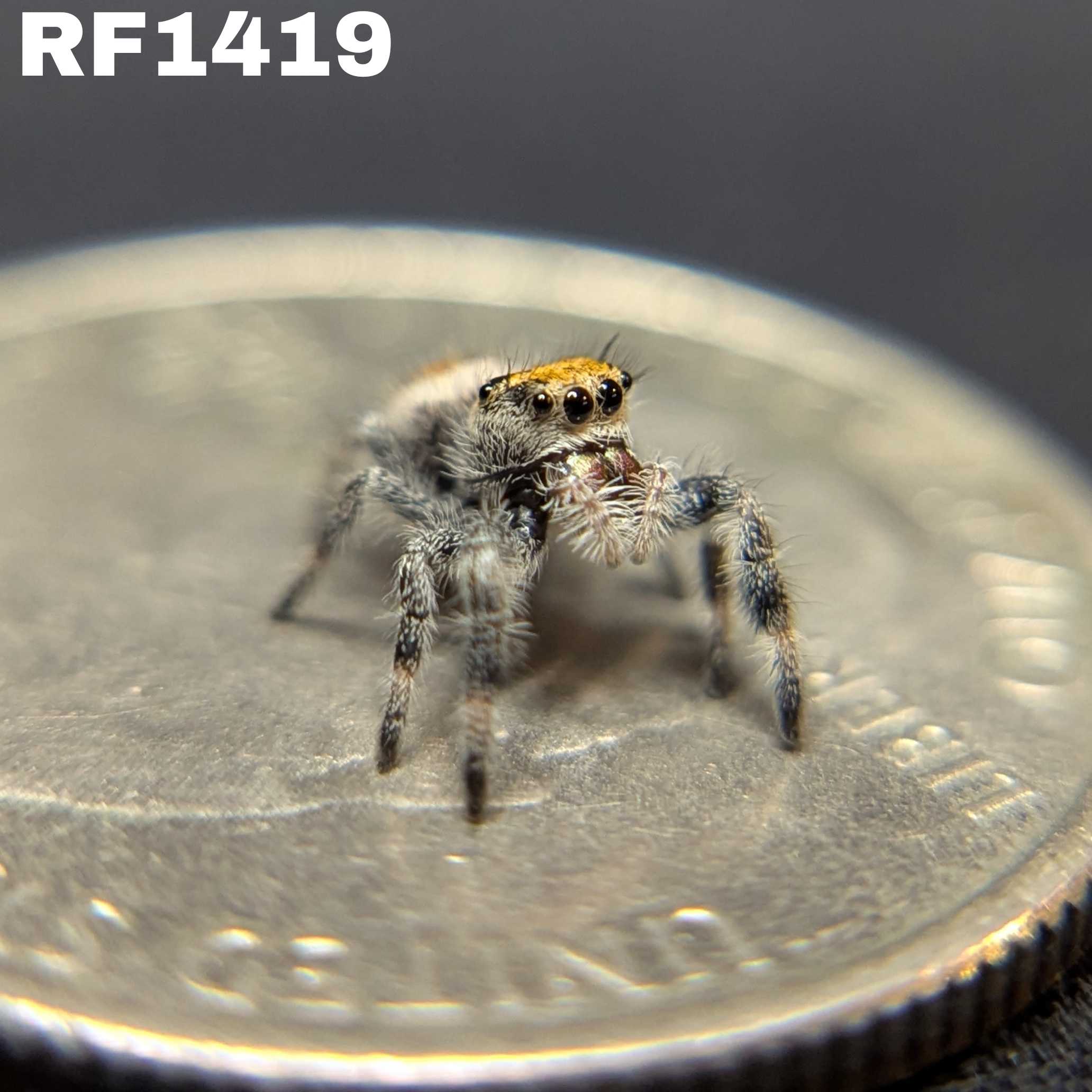 Regal Jumping Spider “Melon”