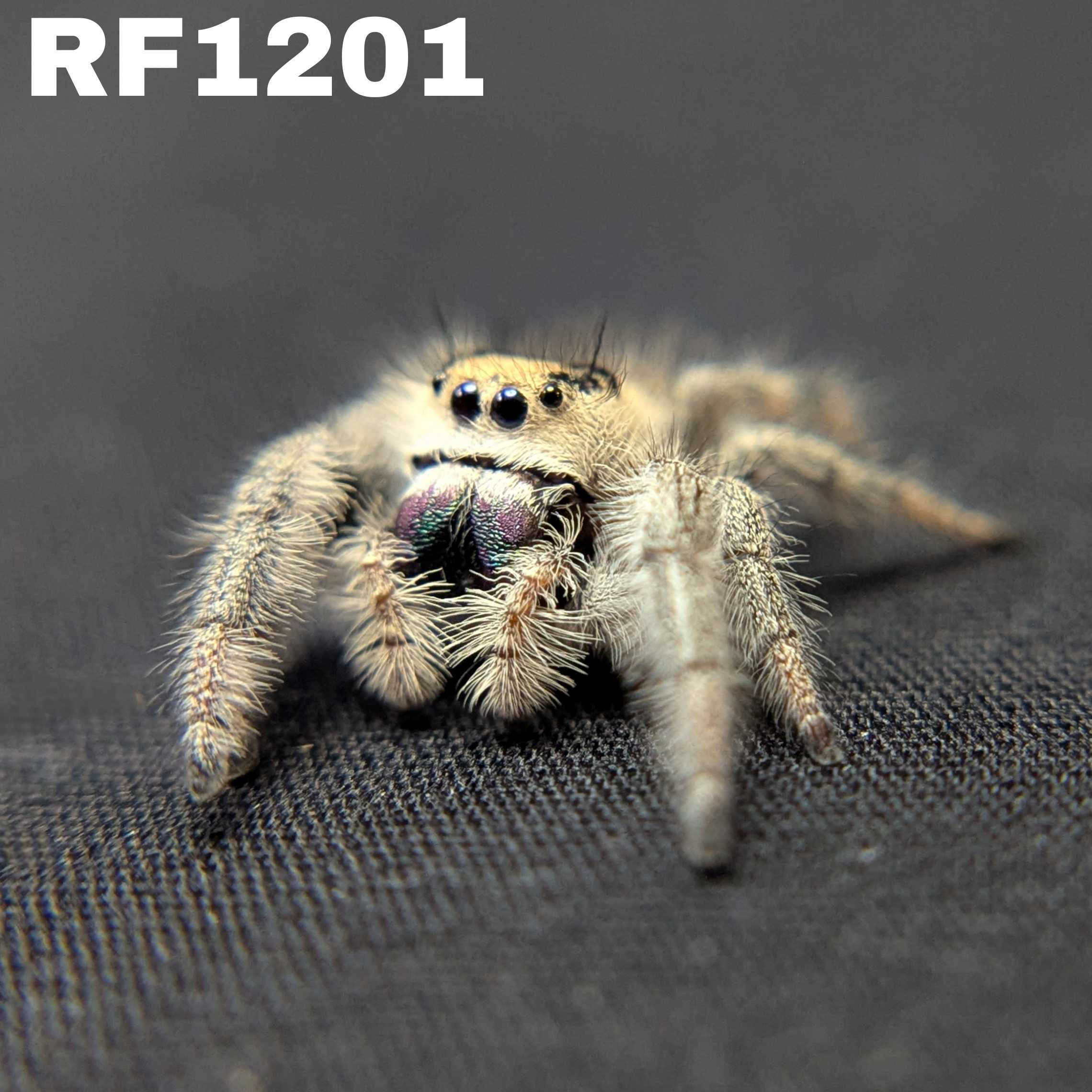 Regal Jumping Spider "Mira"