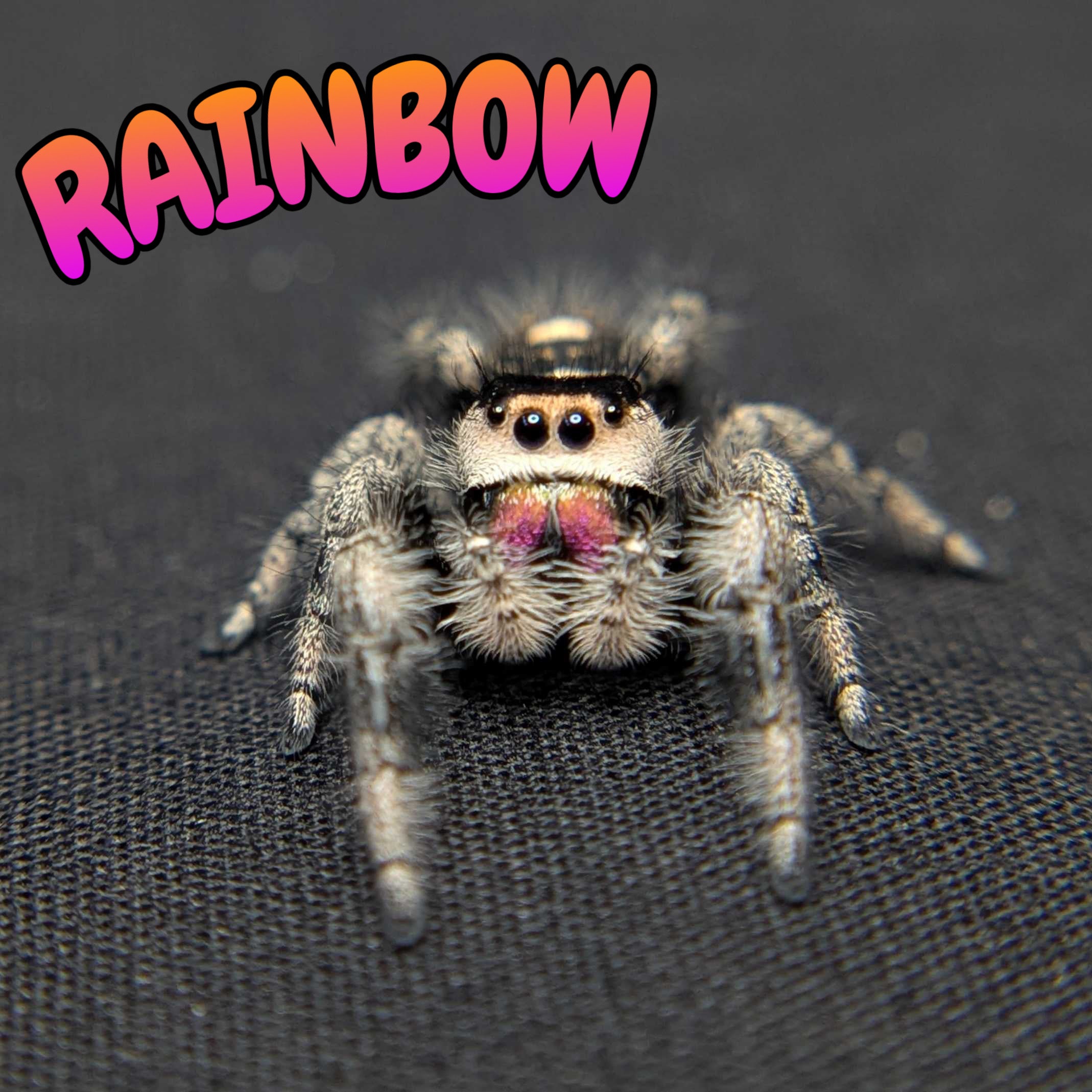 Regal Jumping Spider "Rainbow"