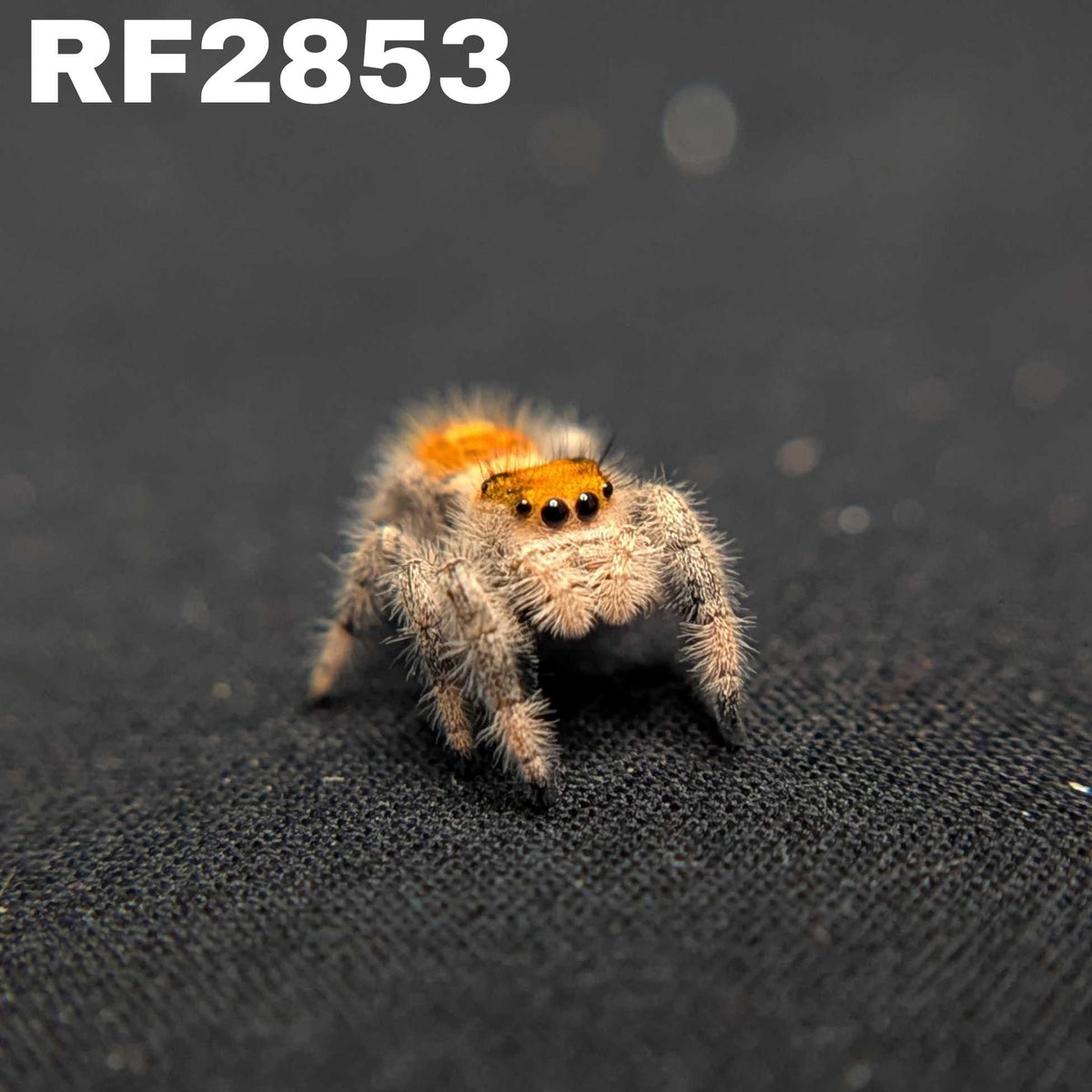 Regal Jumping Spider "Cherry Blossom"