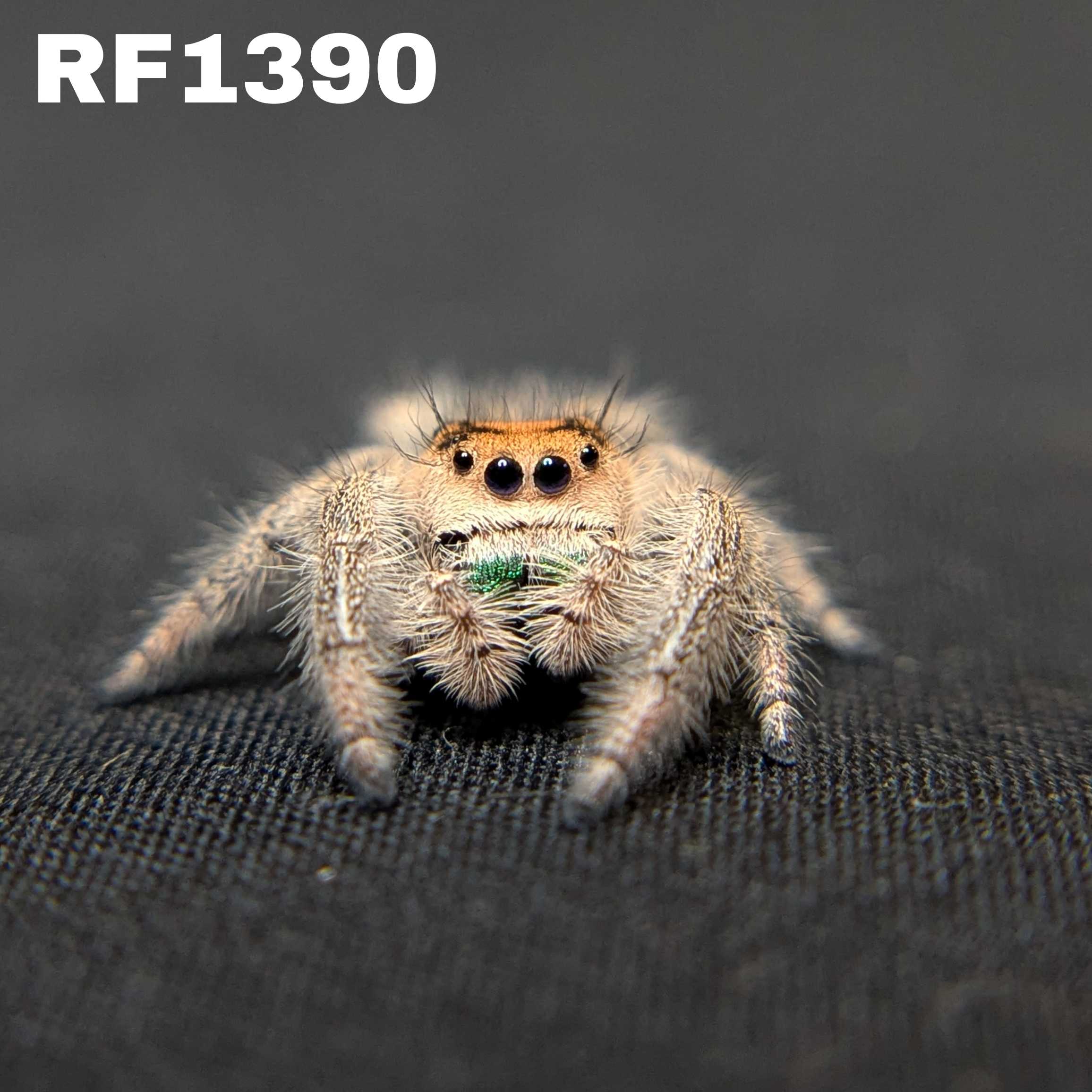 Regal Jumping Spider "Zucchini"