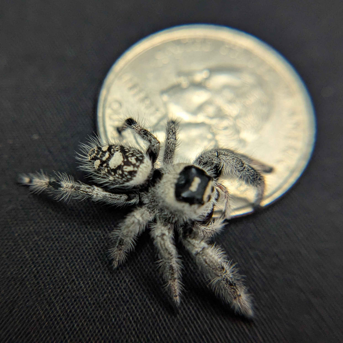 Regal Jumping Spider “Ravenna”