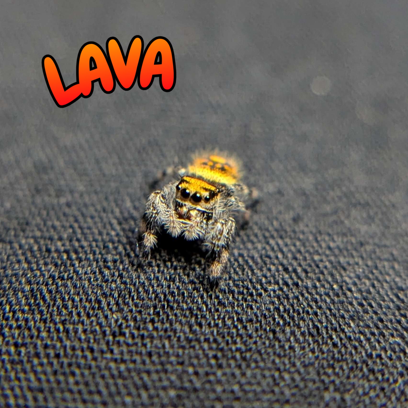 Regal Jumping Spider "Lava"