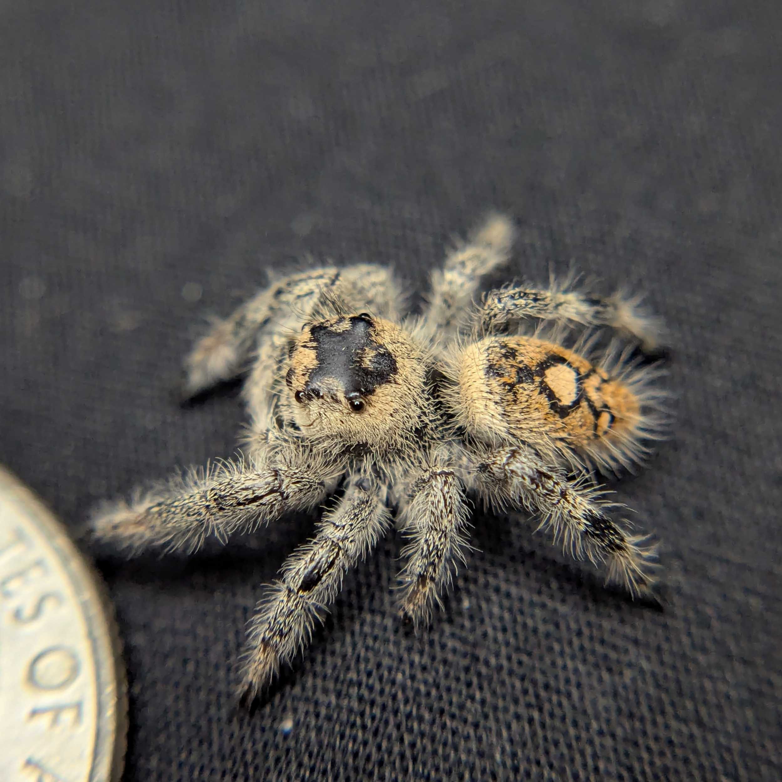 Regal Jumping Spider "Baguette"