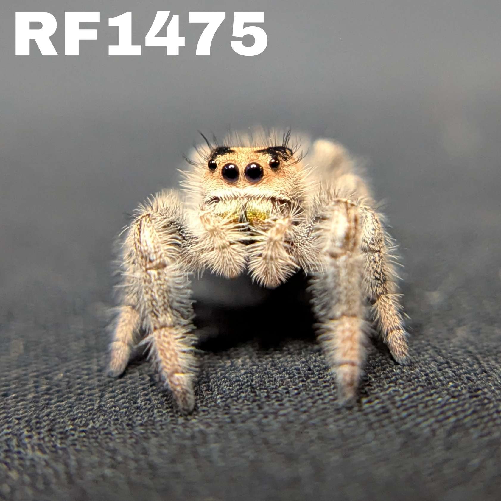 Regal Jumping Spider "Goldie"