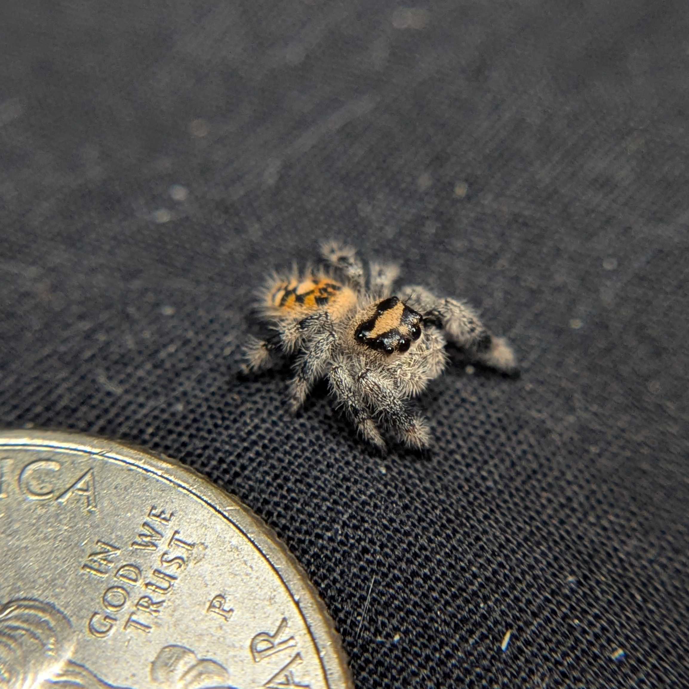 Regal Jumping Spider "Tart"