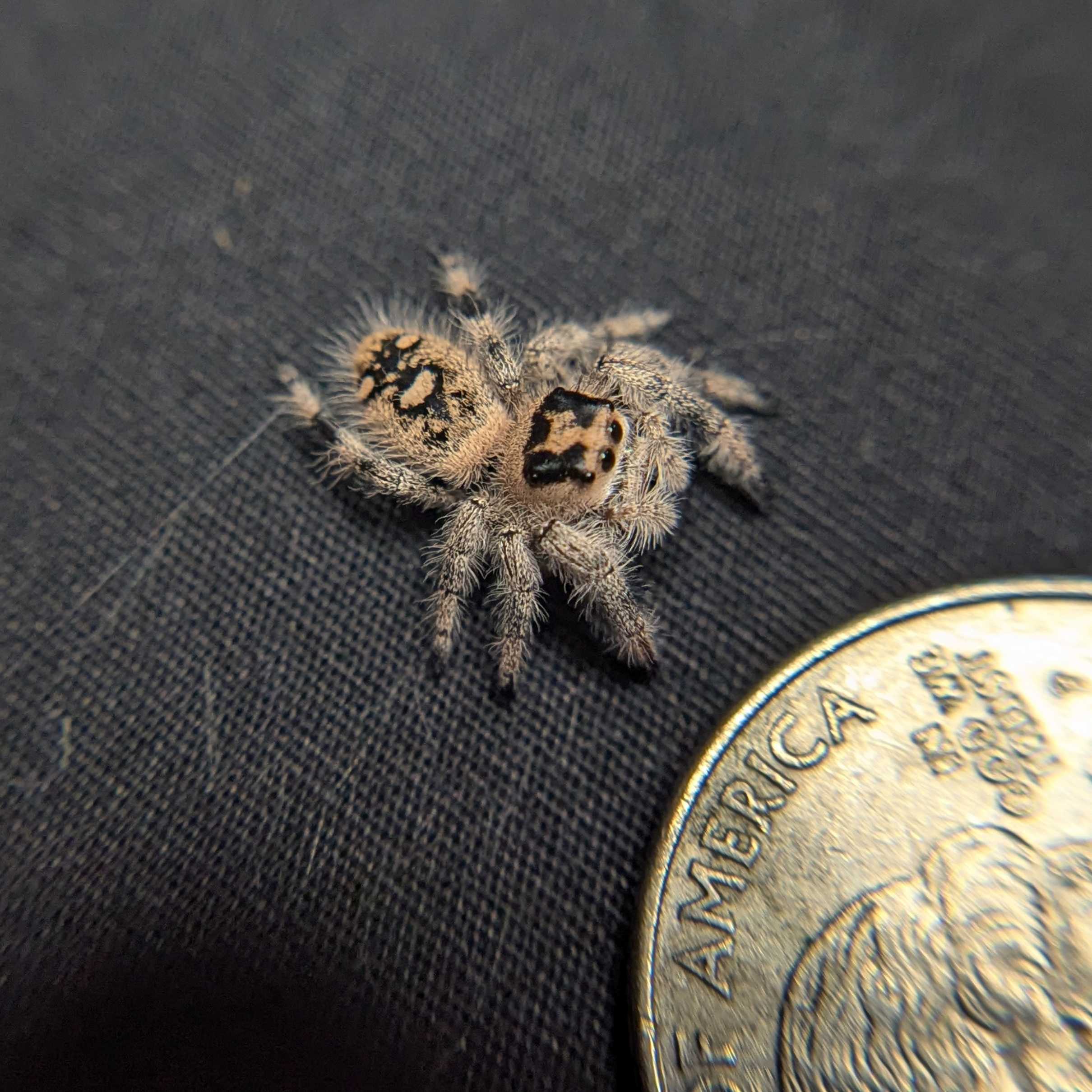 Regal Jumping Spider "Taffy"
