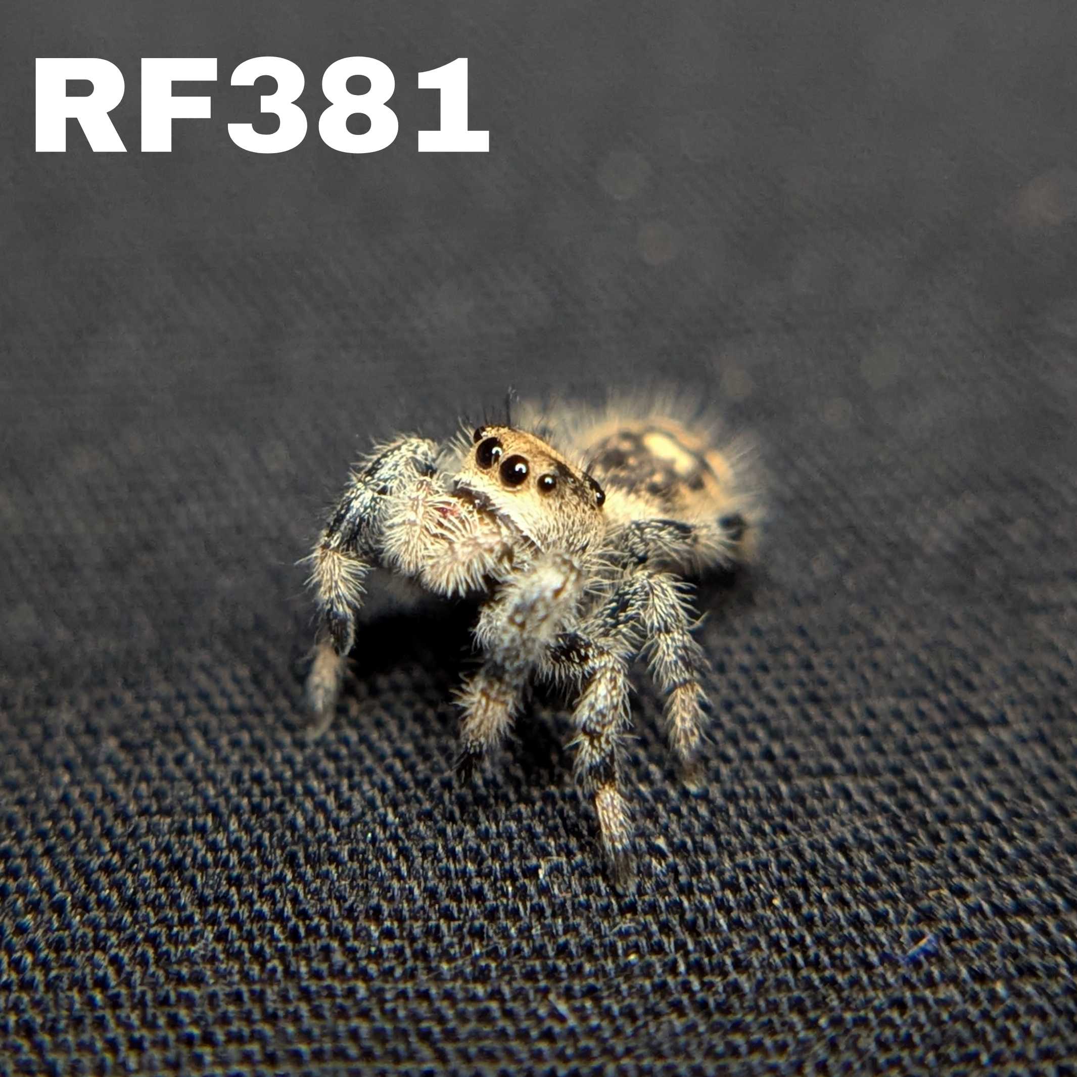 Regal Jumping Spider "Bengal"