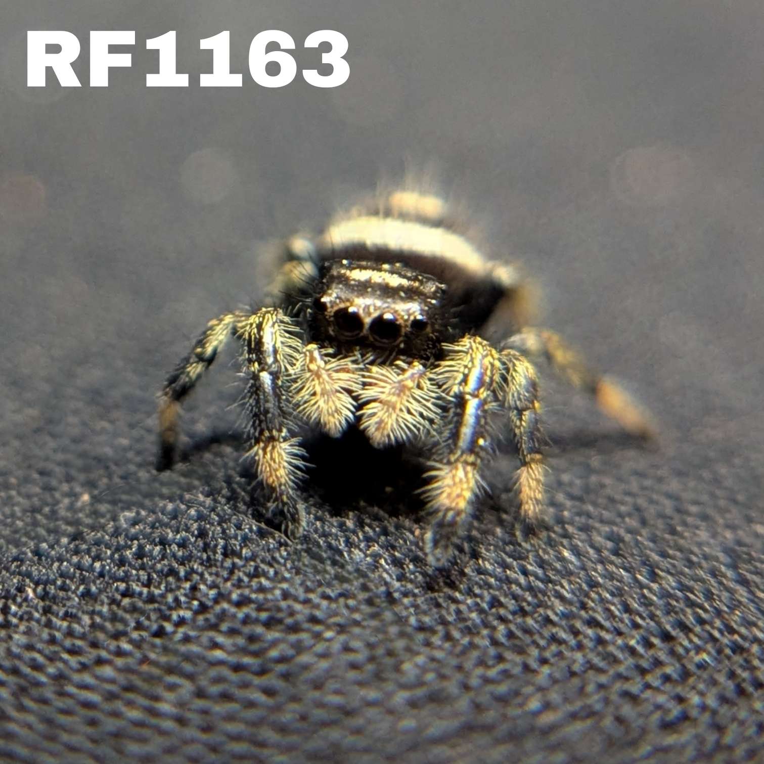 Regal Jumping Spider "Nugget"