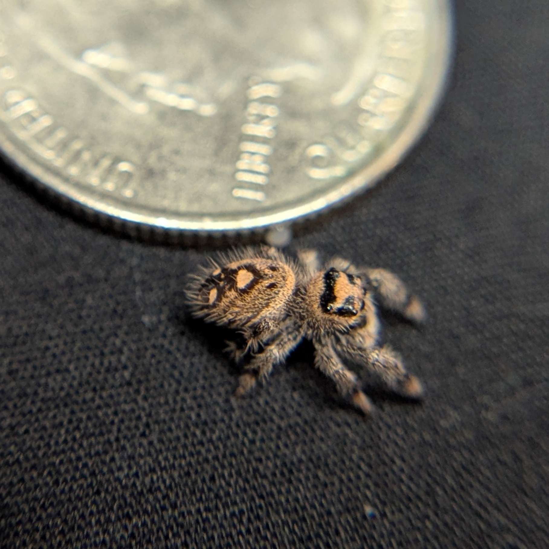 Regal Jumping Spider "Teddy"
