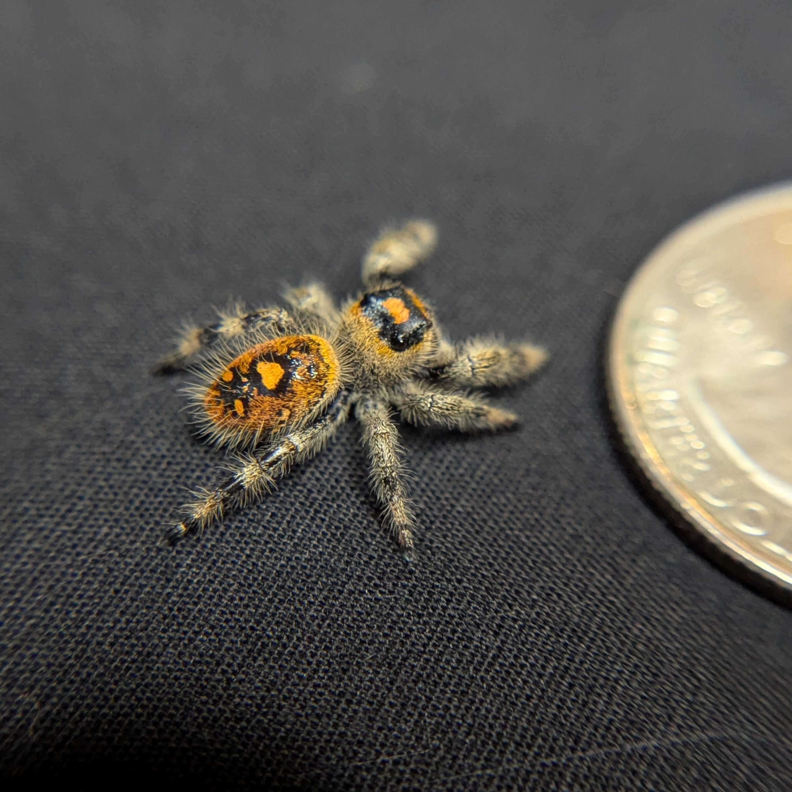 Regal Jumping Spider “Magma”