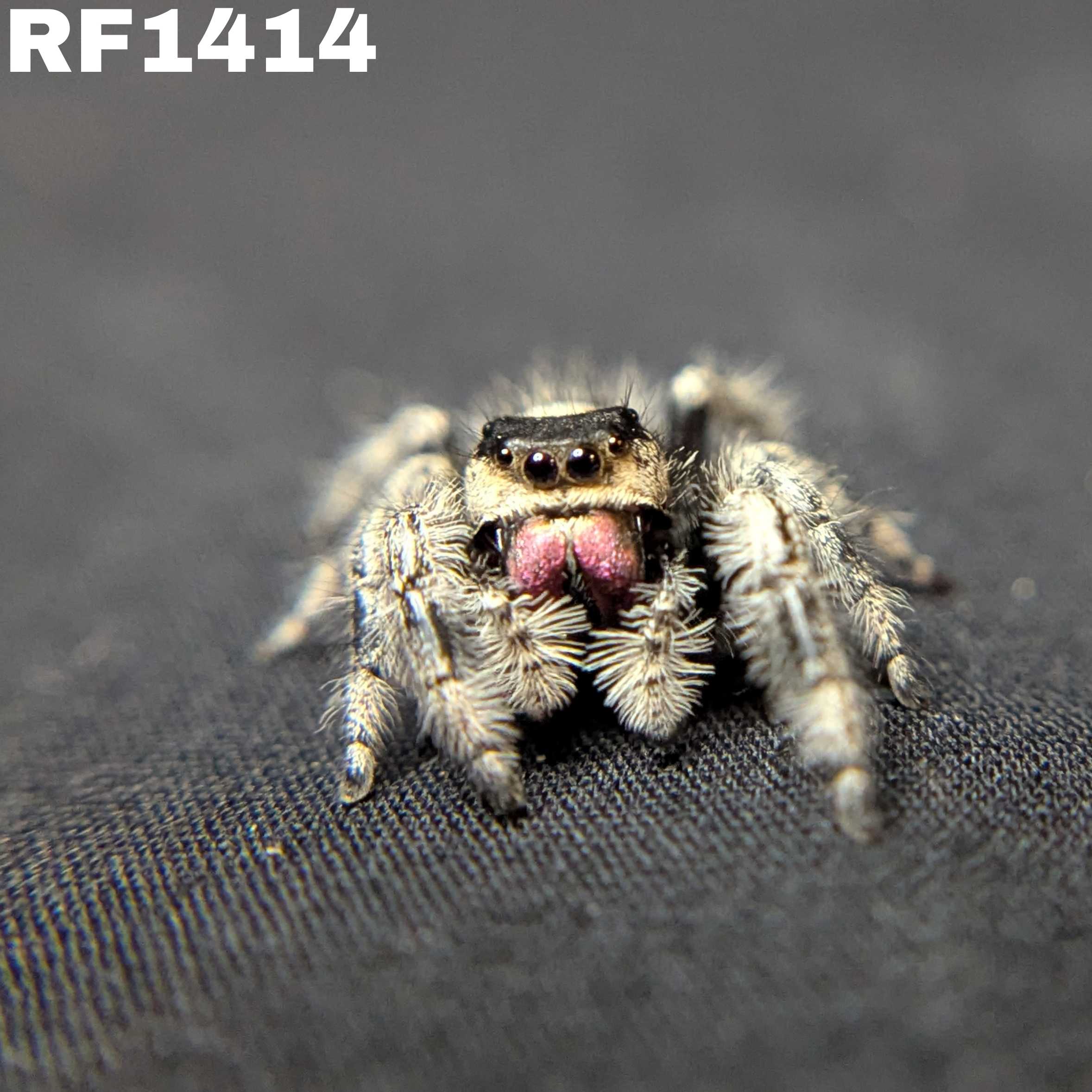 Regal Jumping Spider "Hex"