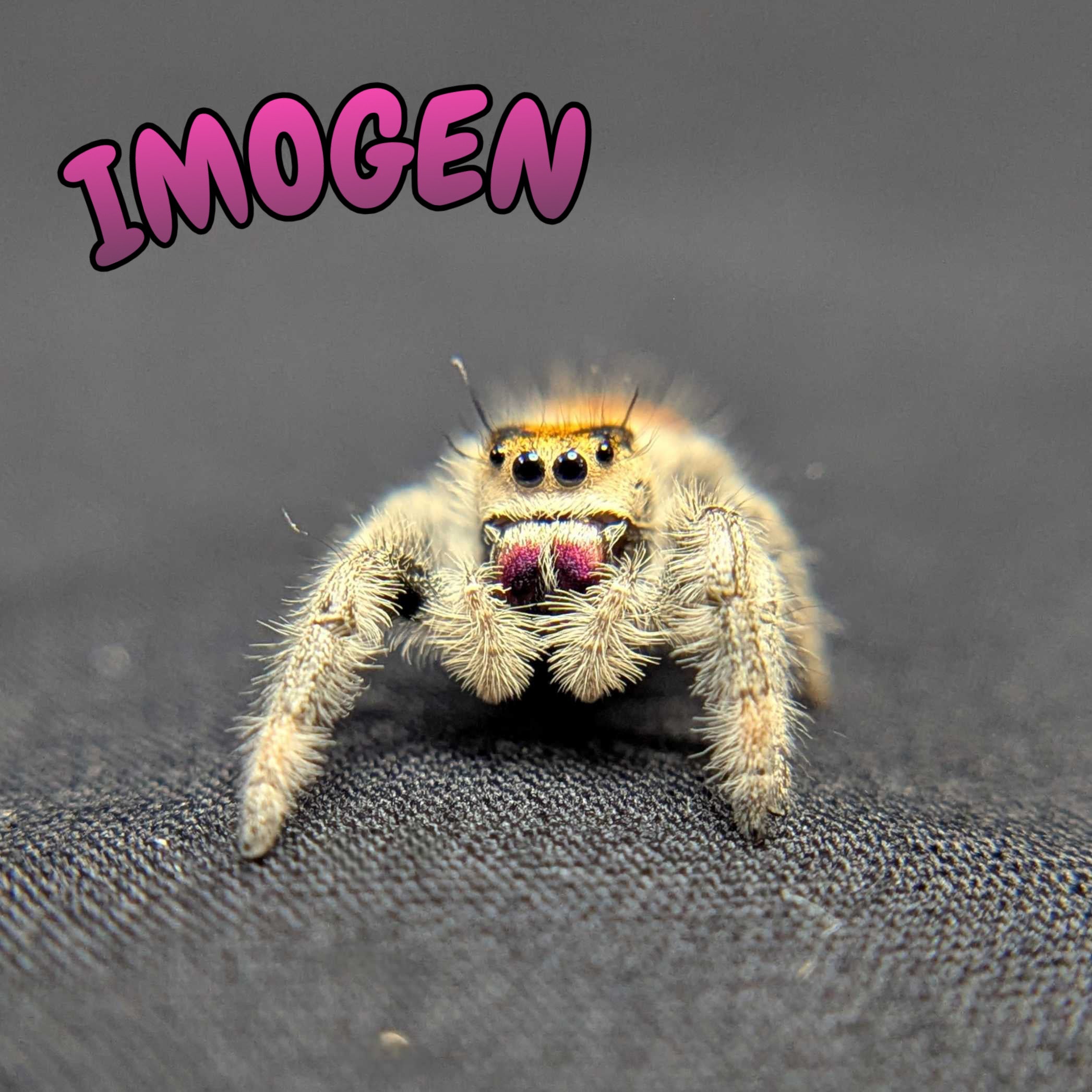 Regal Jumping Spider "Imogen"