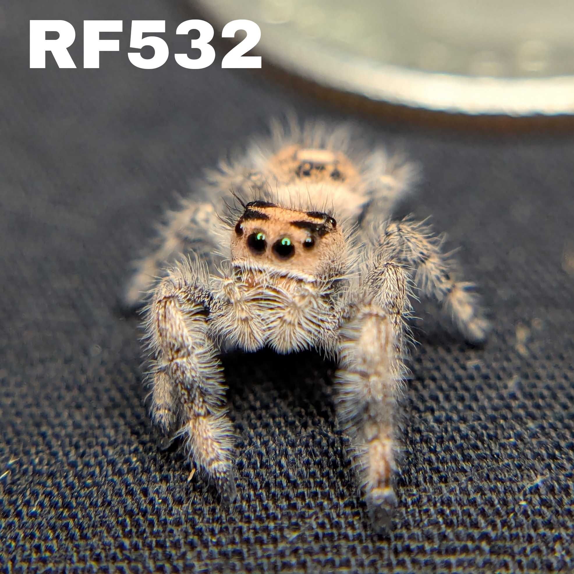 Regal Jumping Spider "Rosie"