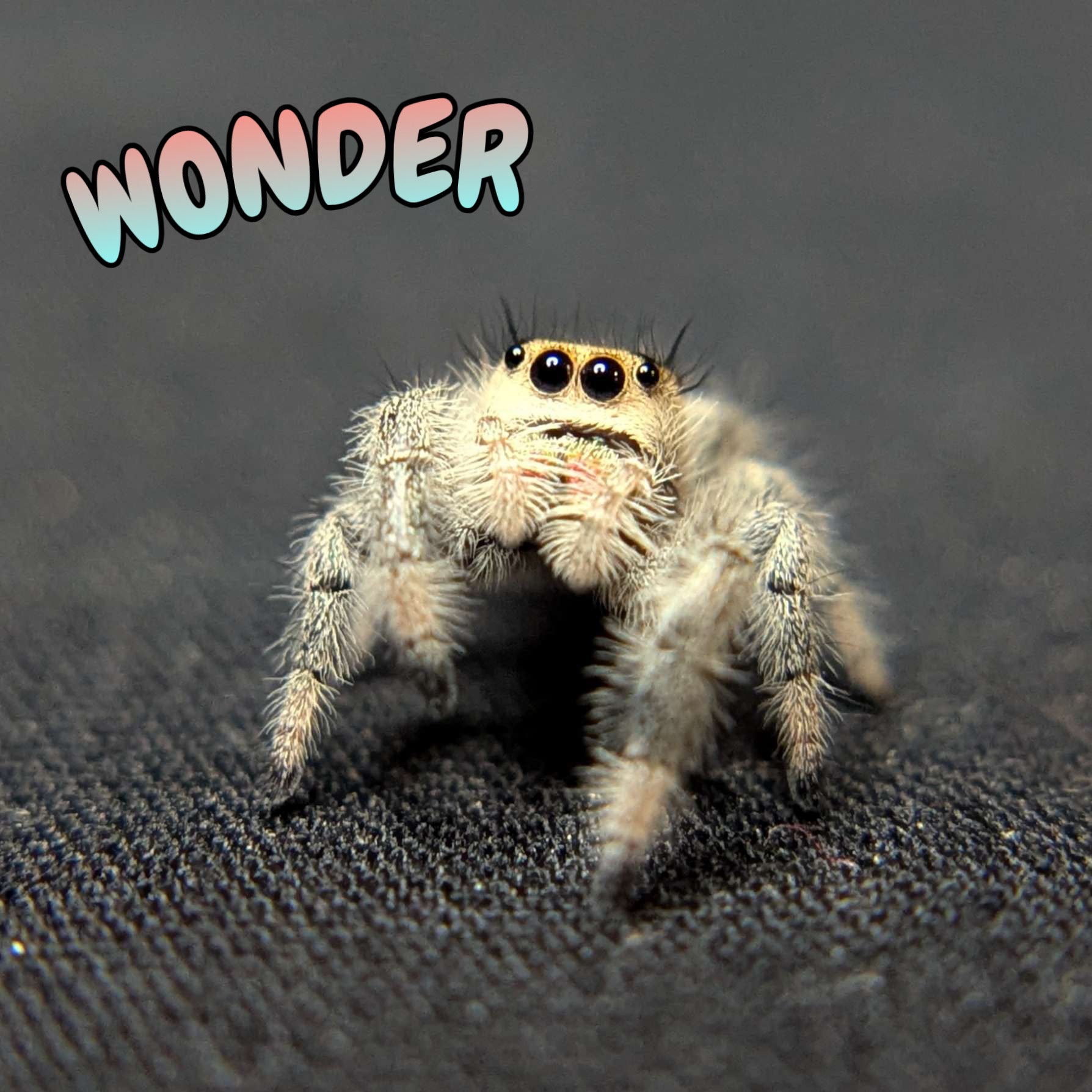 Regal Jumping Spider "Wonder"