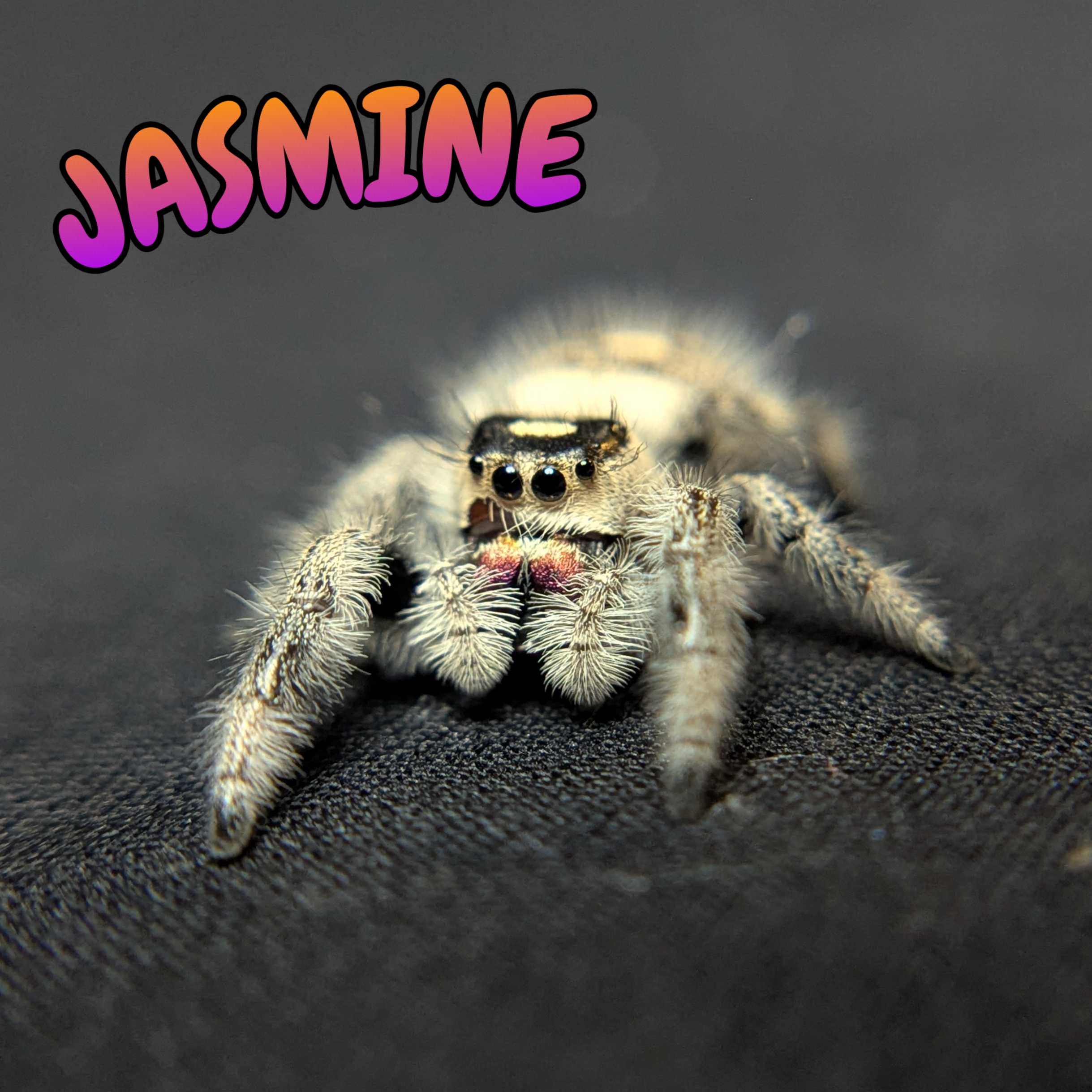 Regal Jumping Spider "Jasmine"