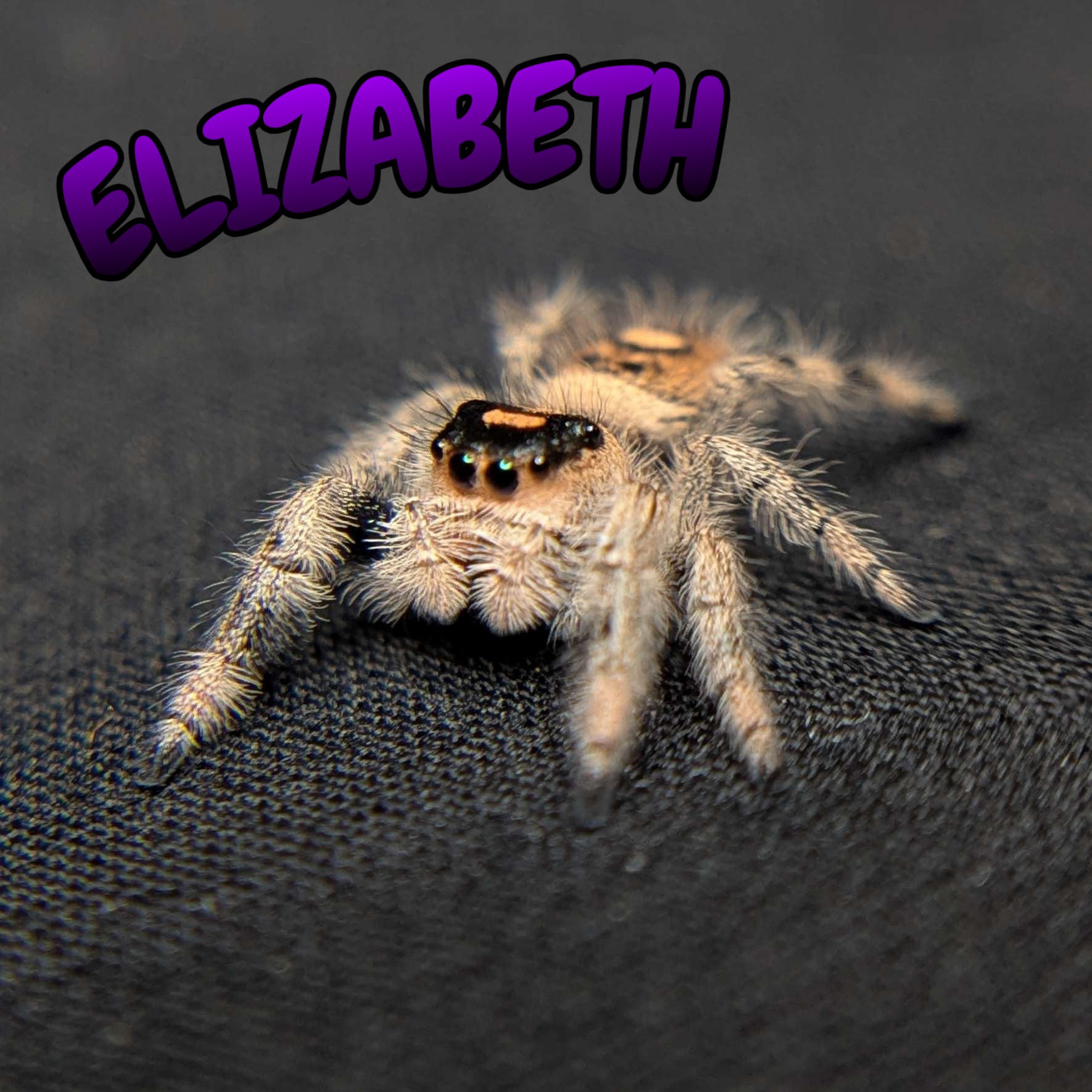 Regal Jumping Spider "Elizabeth"