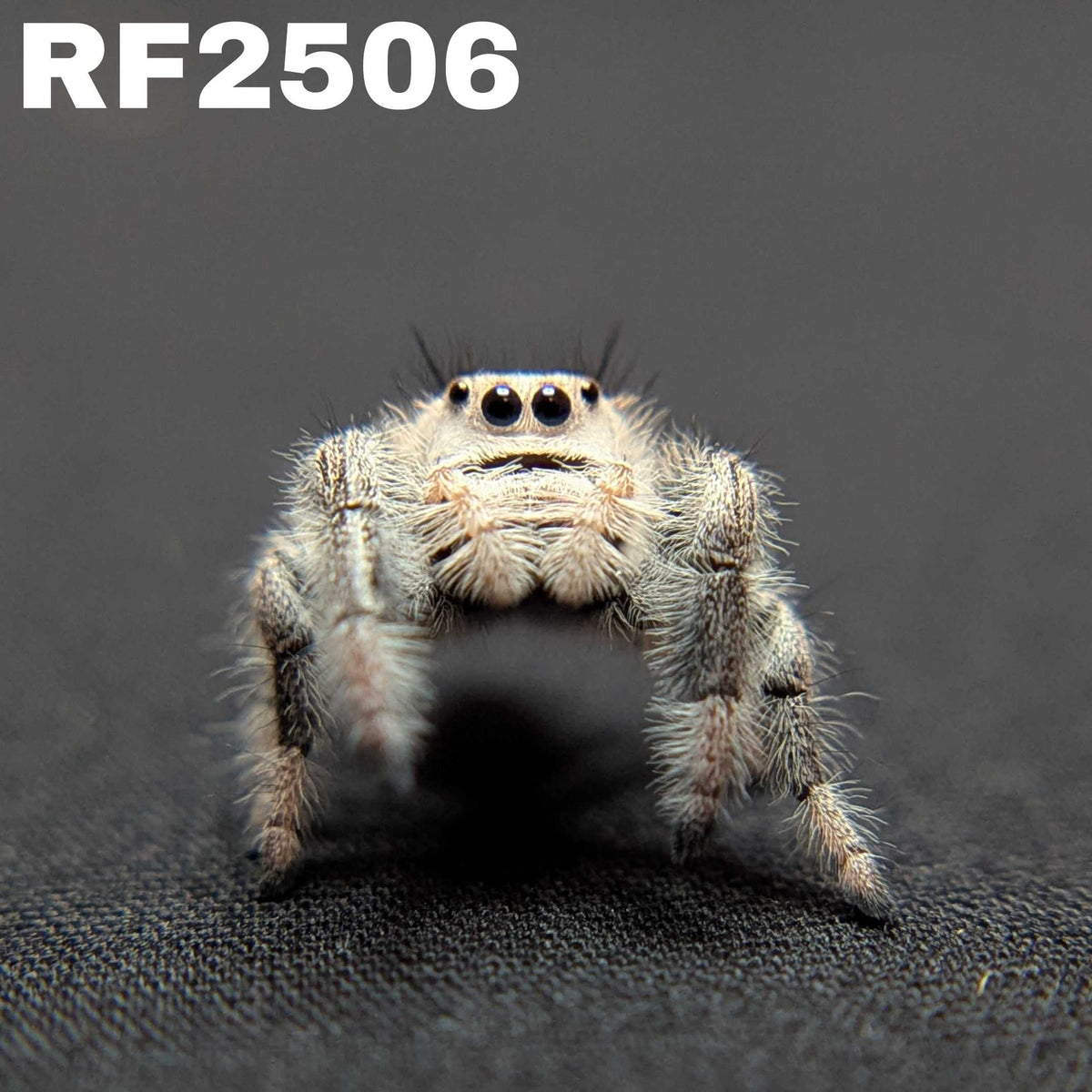 Regal Jumping Spider "Marley"