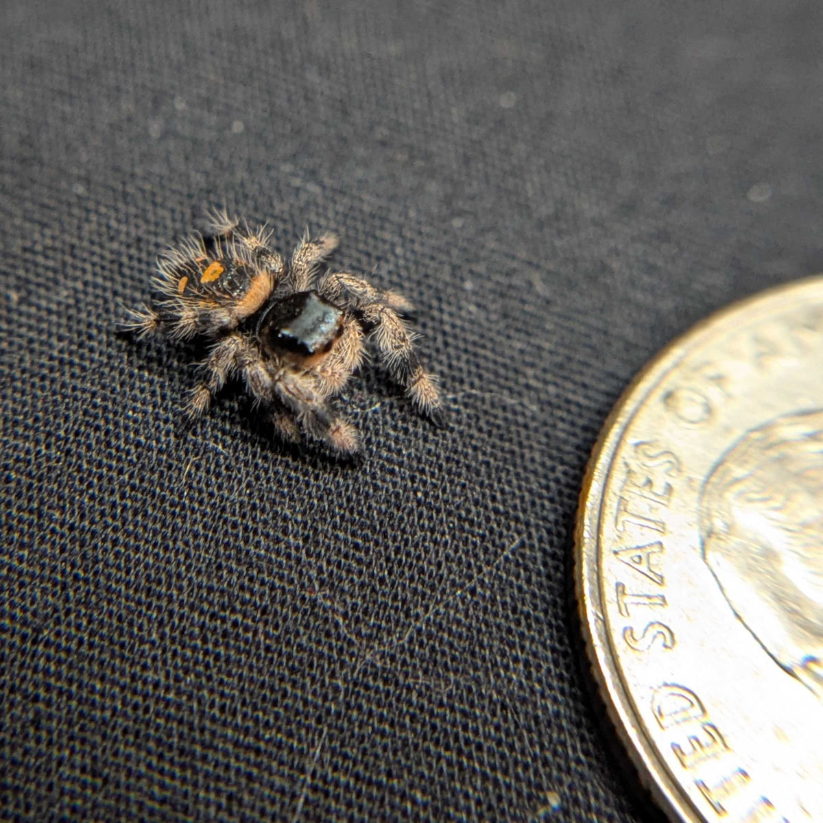 Regal Jumping Spider "Pomegranate"