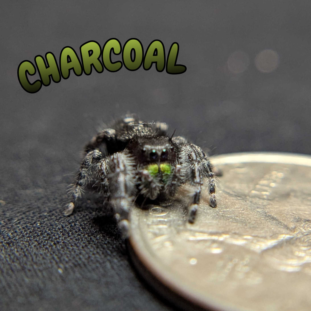 Audax Jumping Spider "Charcoal"