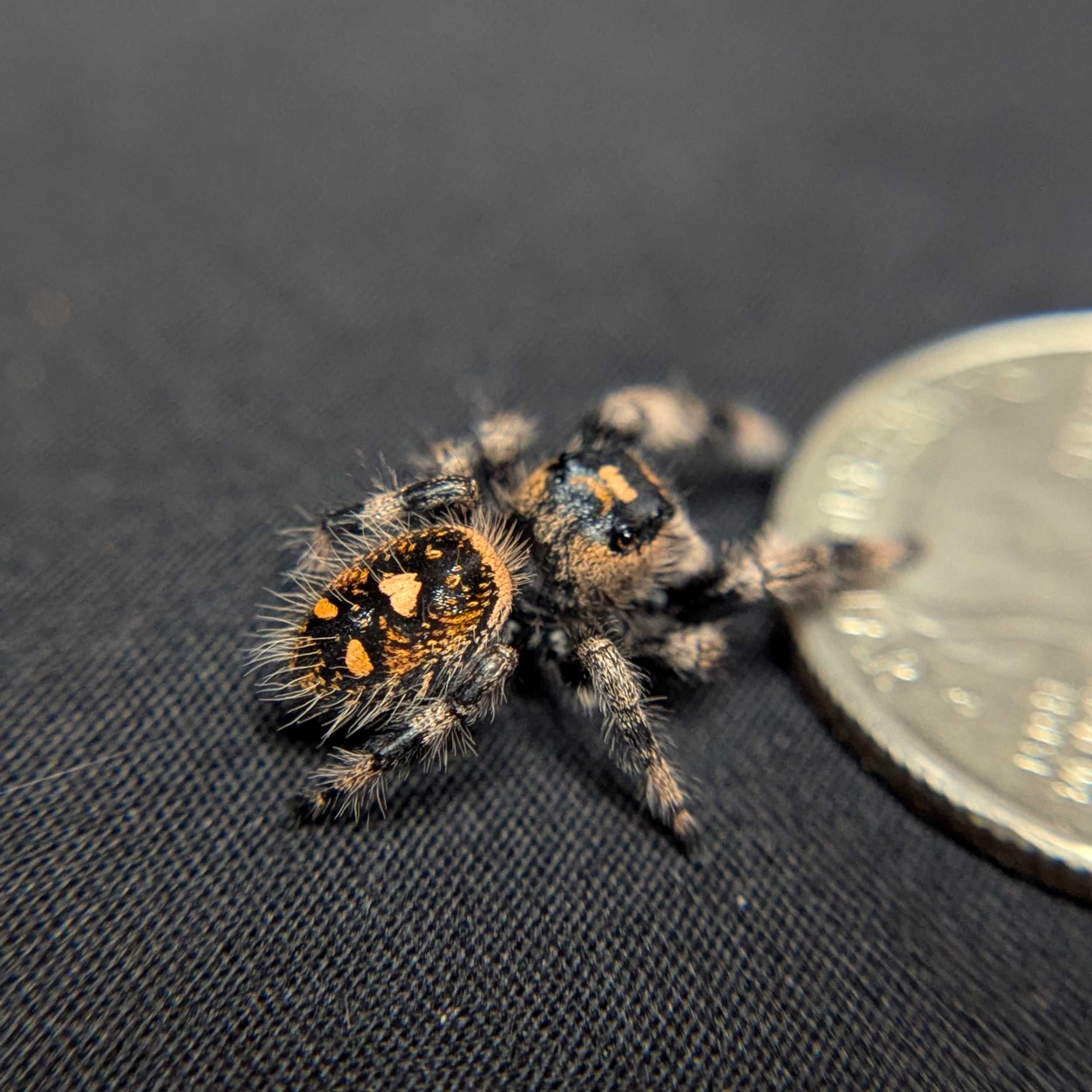 Regal Jumping Spider "Iris"