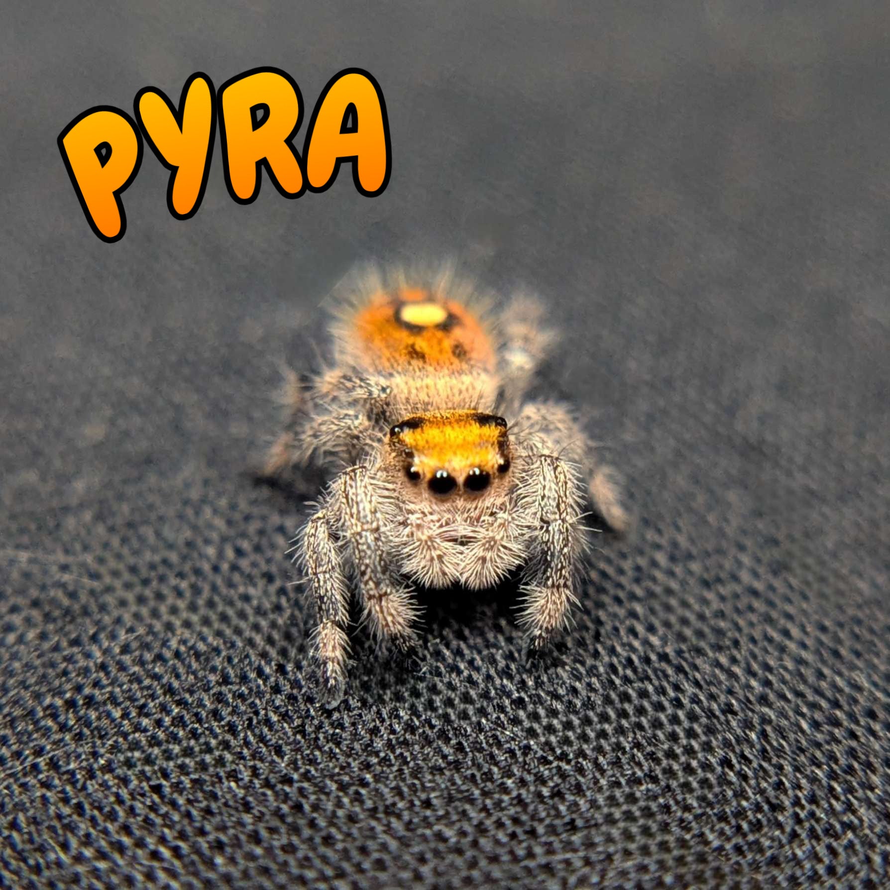 Regal Jumping Spider “Pyra”