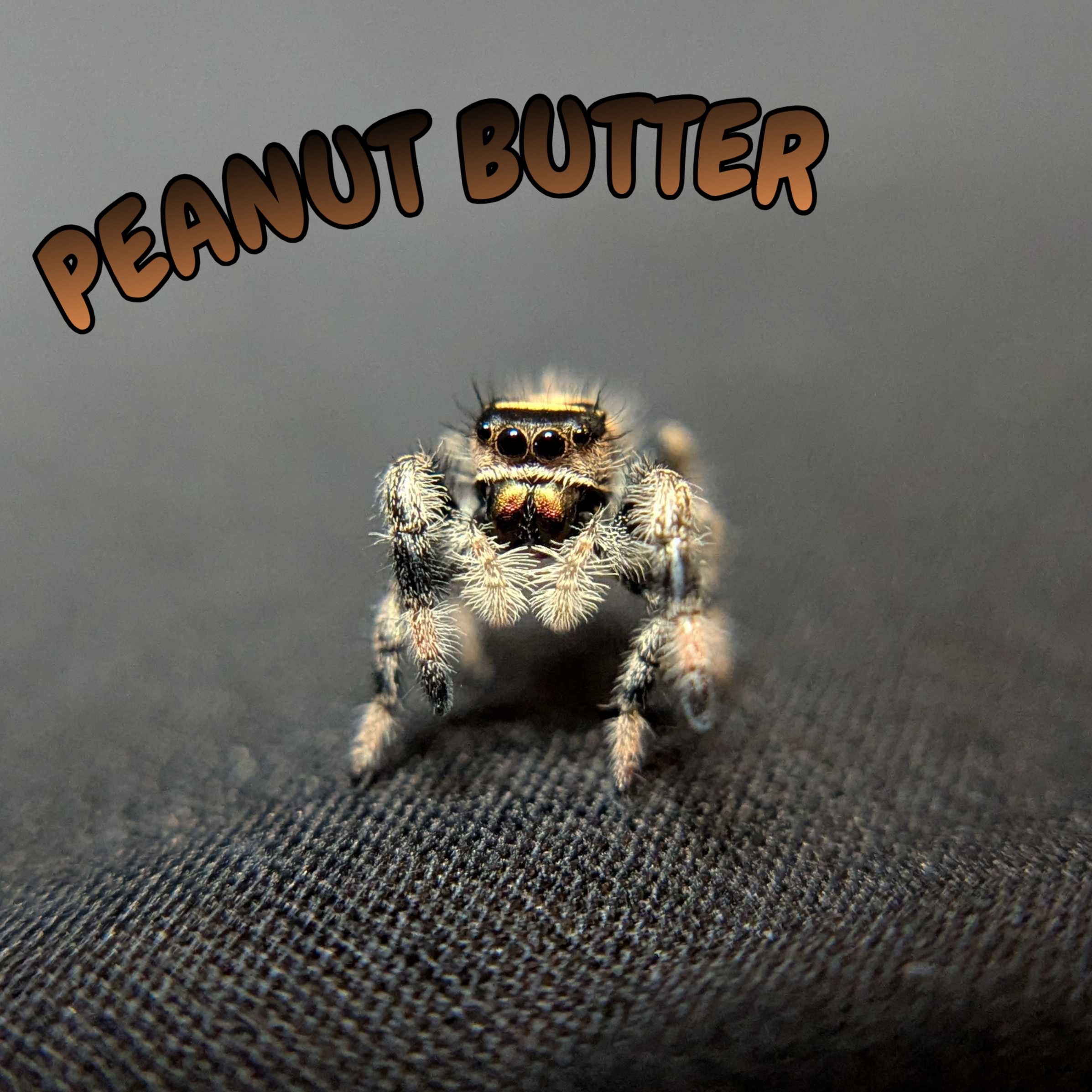 Regal Jumping Spider “Peanut Butter”