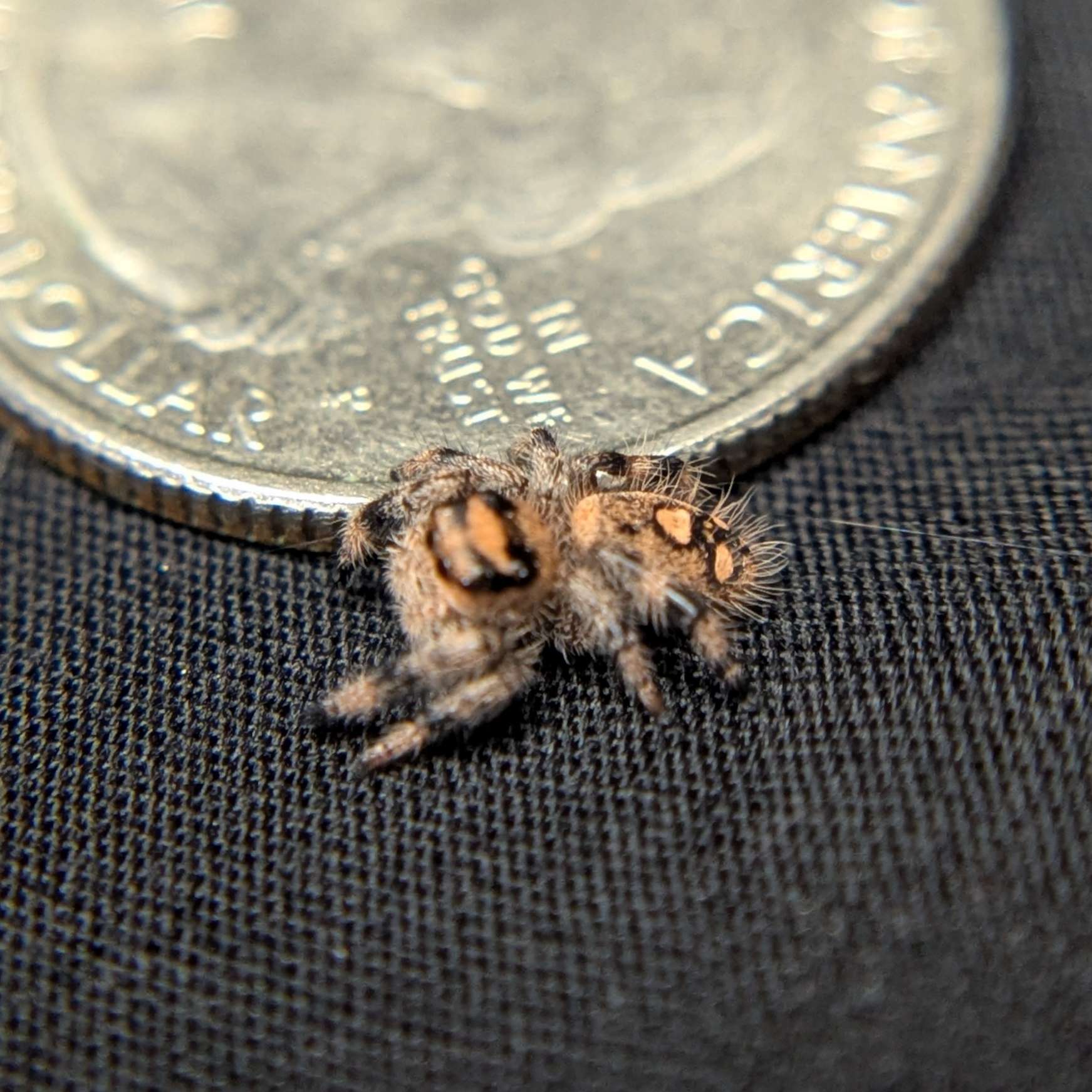 Regal Jumping Spider "Wheat"