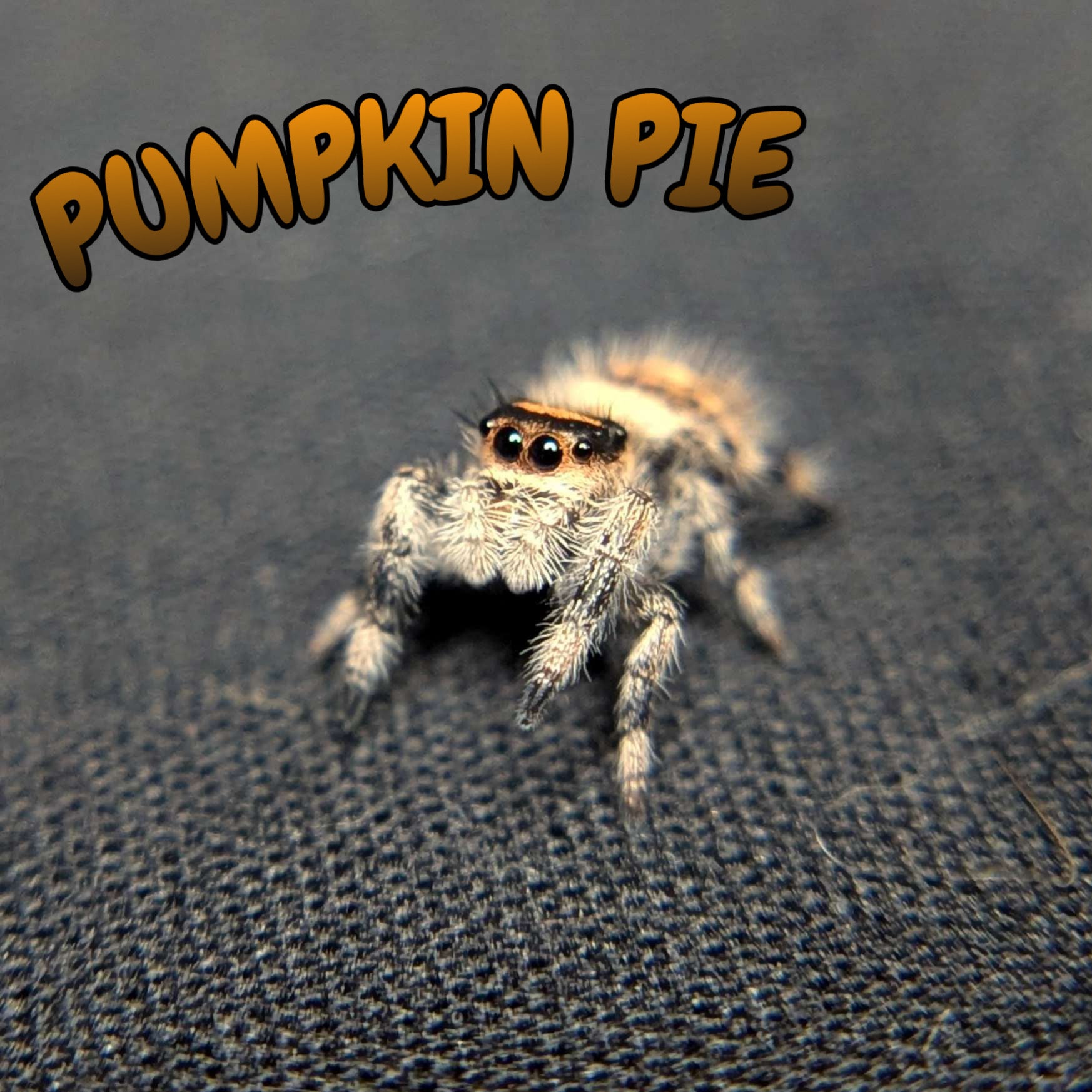 Regal Jumping Spider "Pumpkin Pie"