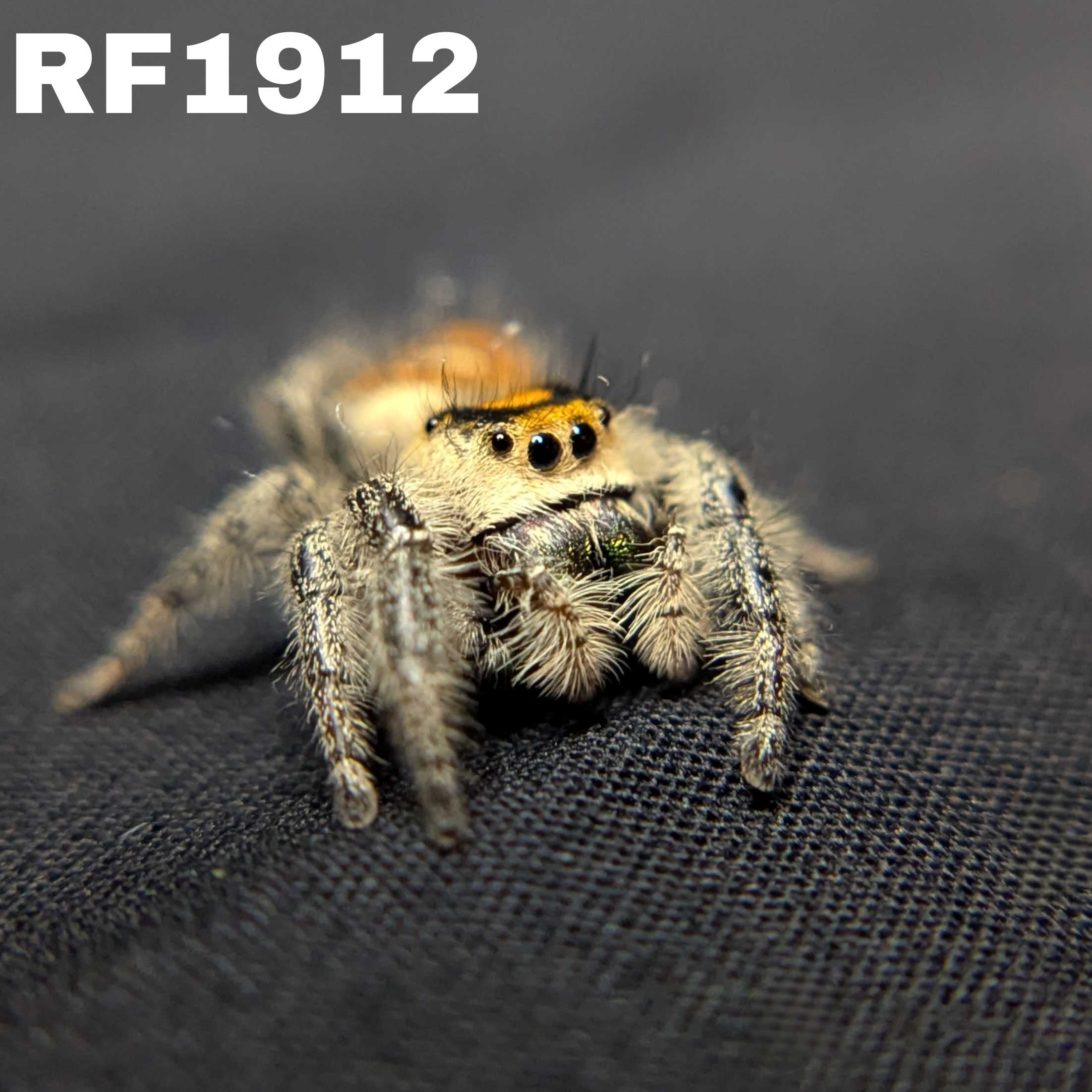 Regal Jumping Spider "Elizabeth"