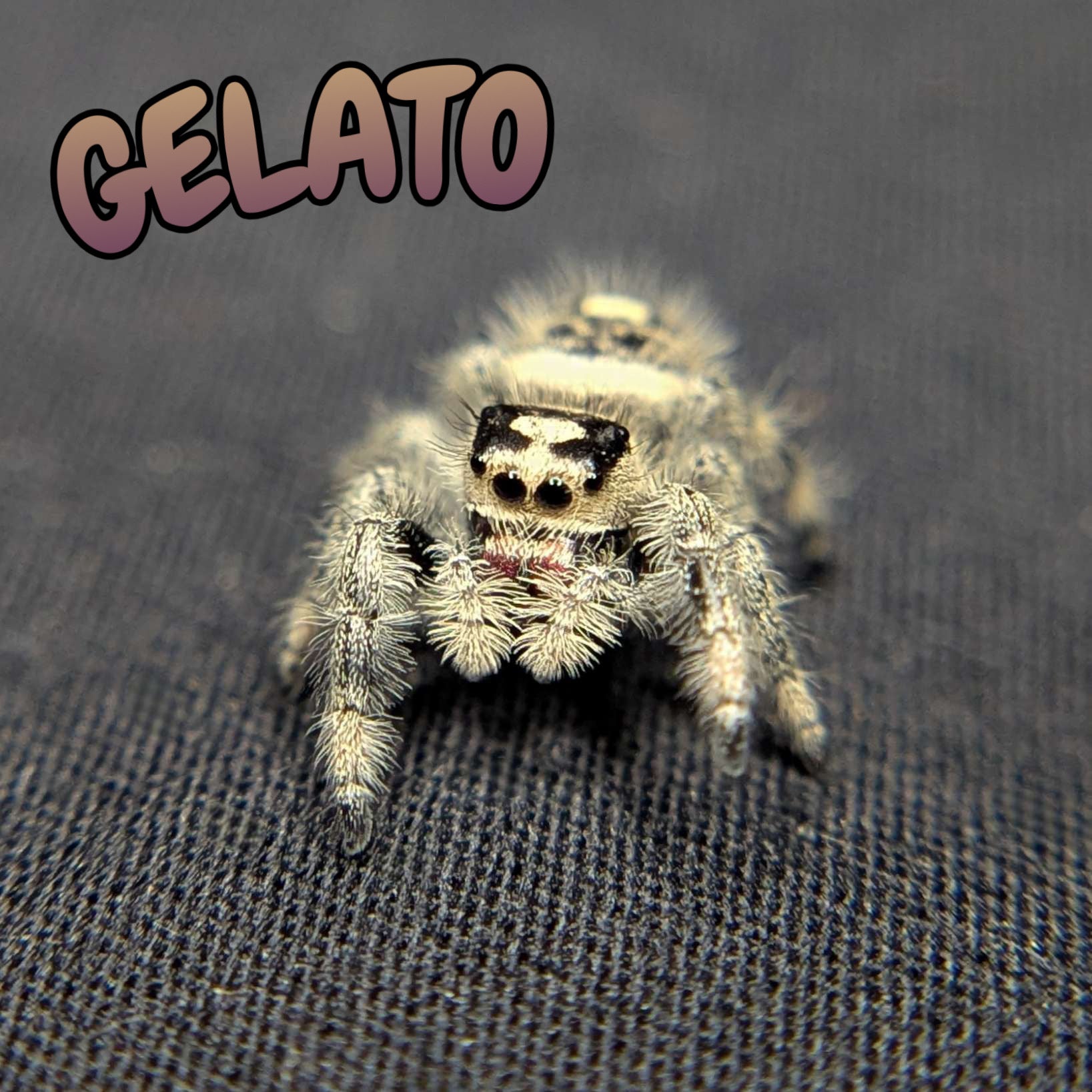 Regal Jumping Spider "Gelato"