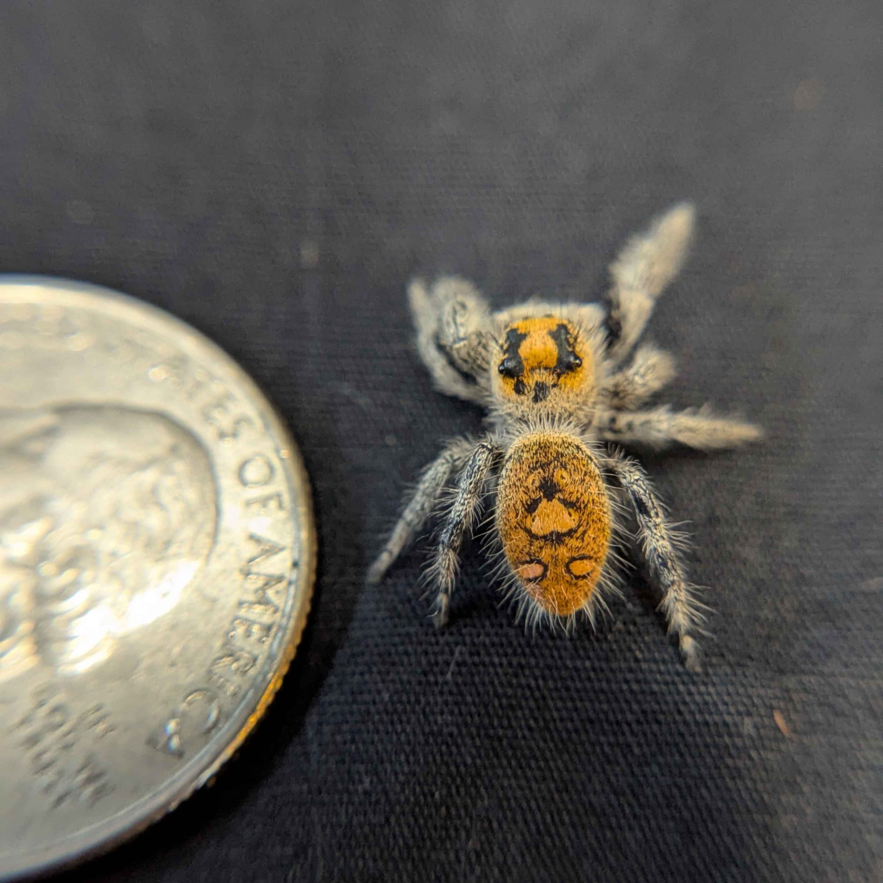 Regal Jumping Spider “Spongecake”