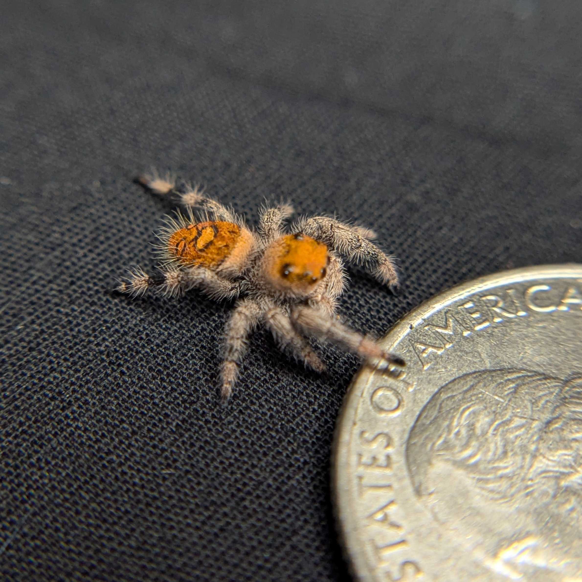 Regal Jumping Spider “Bonbon”